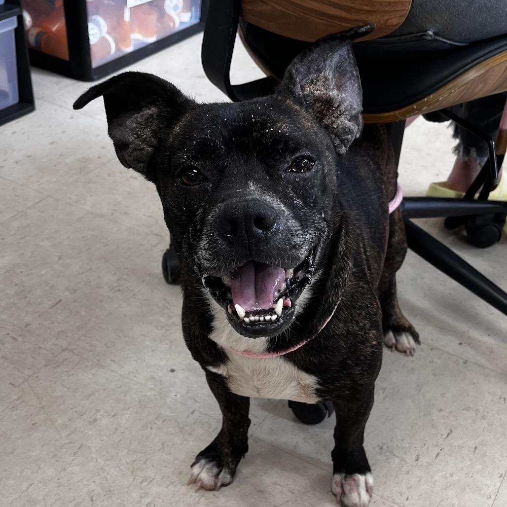 Enlarge Meatloaf, a Adoptable mixed breed in Caryville, TN image 4/6