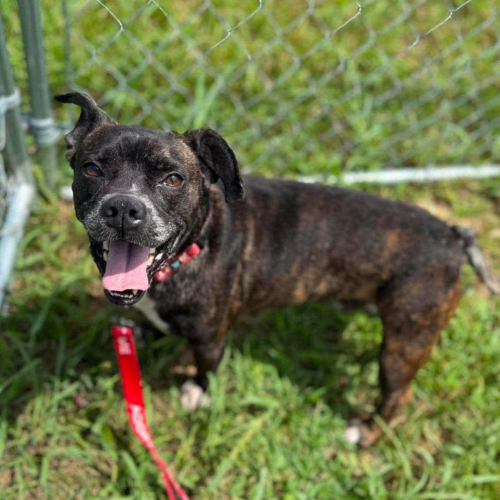 Enlarge Meatloaf, a Adoptable mixed breed in Caryville, TN image 5/6