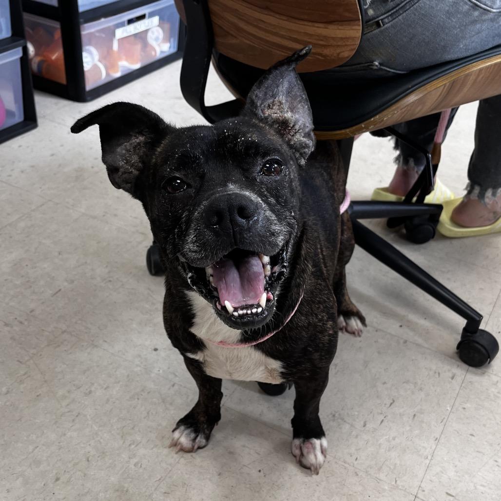 Enlarge Meatloaf, a Adoptable mixed breed in Caryville, TN image 6/6