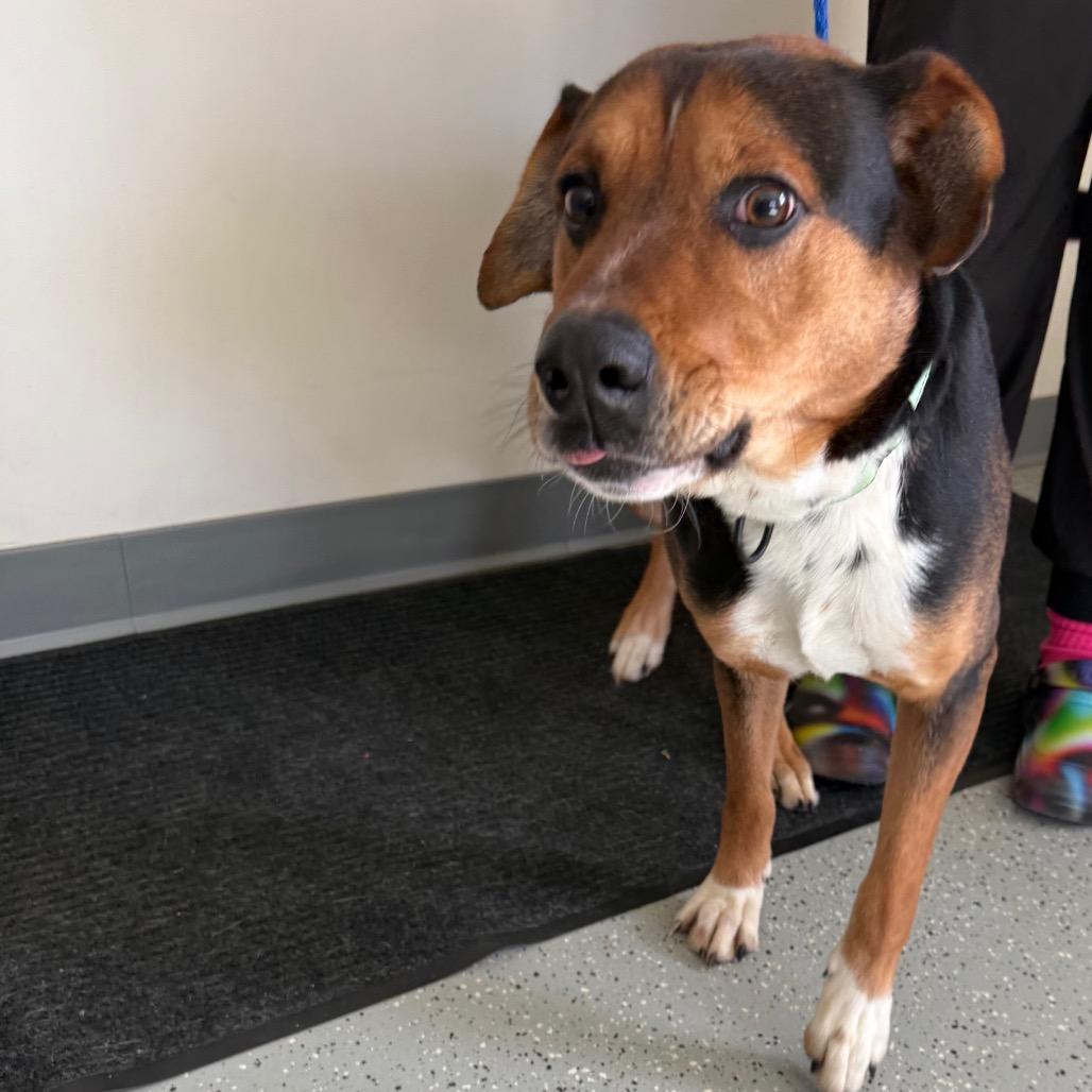 Spud, Adoptable, Adult Male Hound & Mixed Breed.