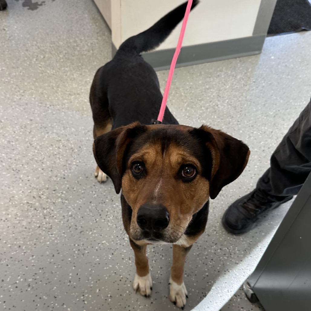 Spud, Adoptable, Adult Male Hound & Mixed Breed.