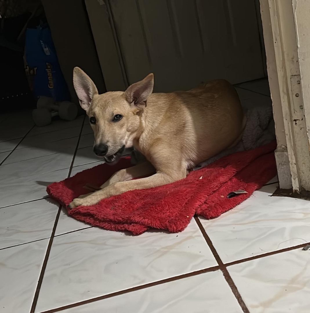 Bella  3