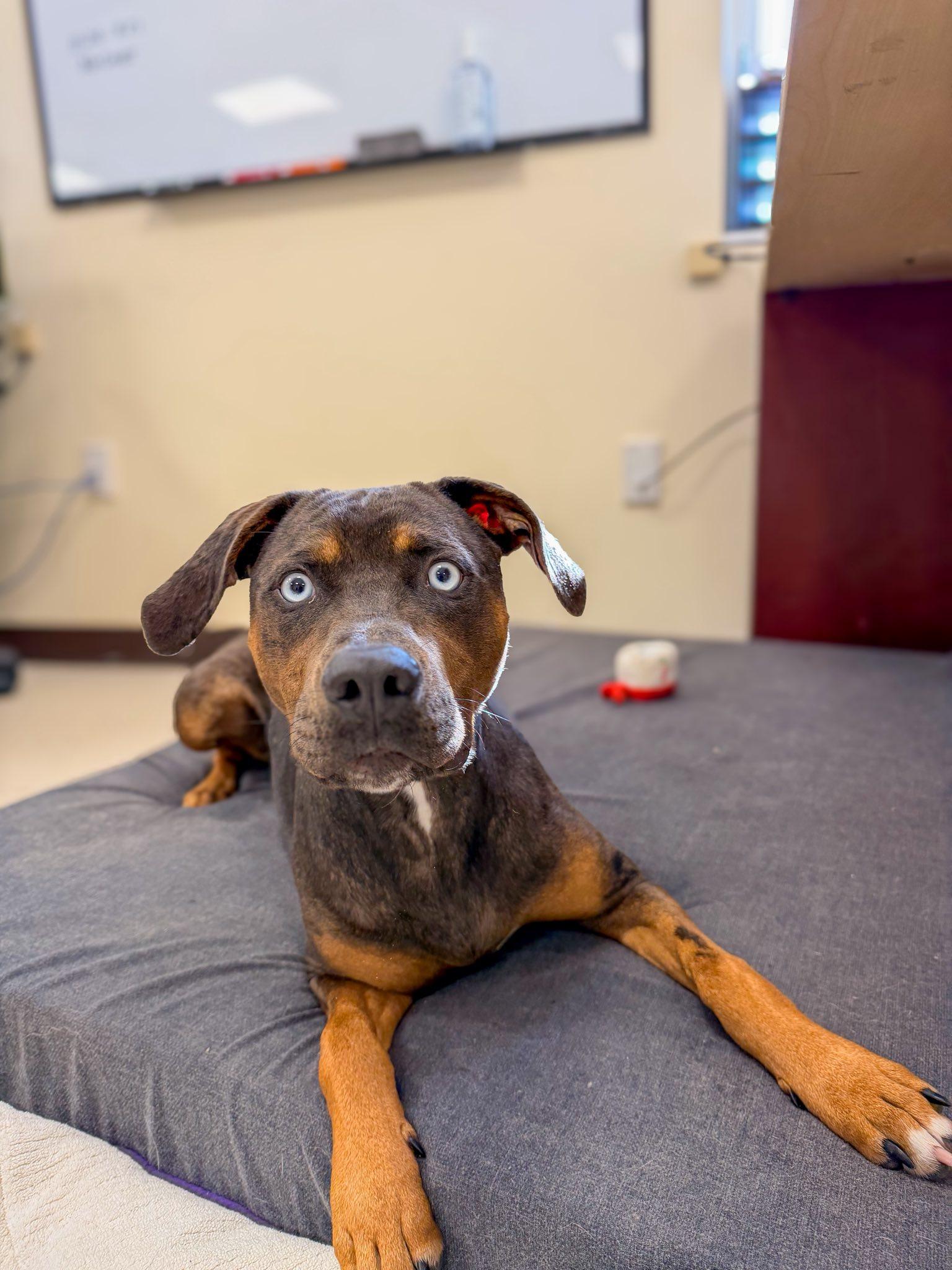 Raya, Adoptable, Puppy Female Catahoula Leopard Dog.