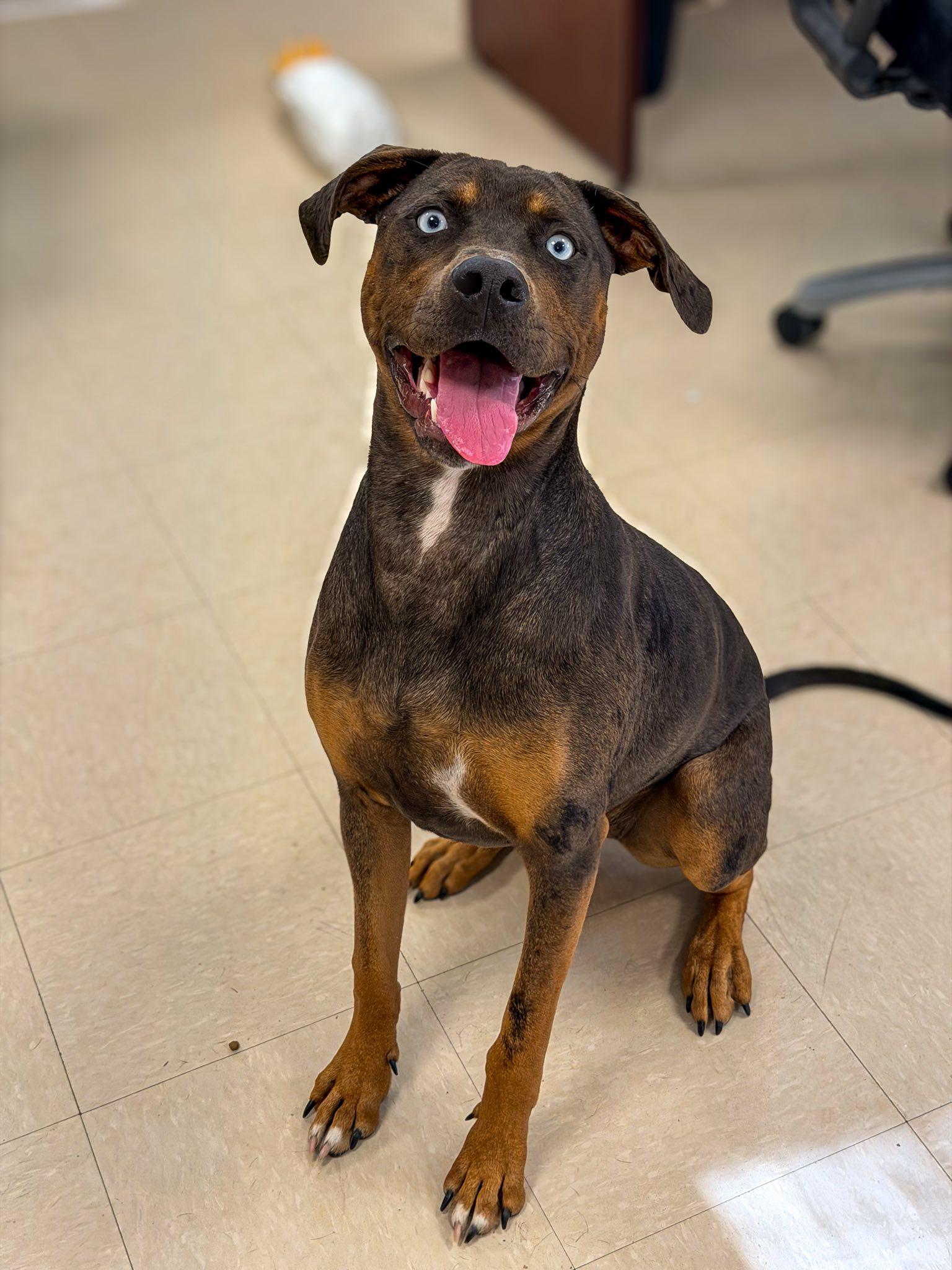 Raya, a Adoptable Catahoula Leopard Dog in Clayton, NJ image 2/4