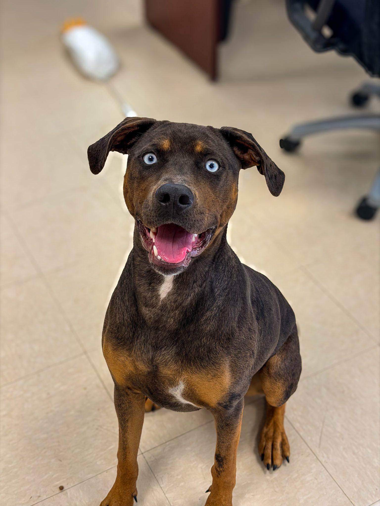 Raya, a Adoptable Catahoula Leopard Dog in Clayton, NJ image 3/4