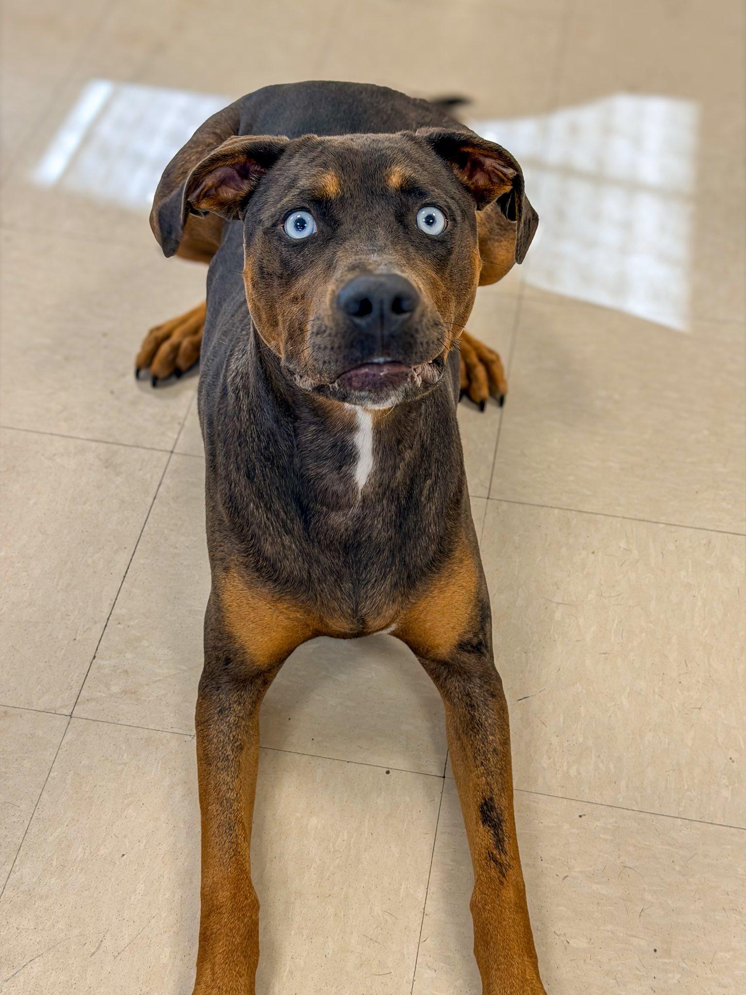 Raya, a Adoptable Catahoula Leopard Dog in Clayton, NJ image 4/4