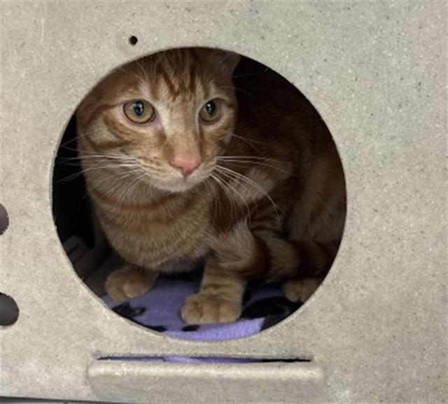 PUMPKIN, Adoptable, Young Male Domestic Short Hair.