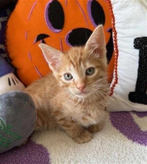 PUMPKIN, Adoptable, Young Male Domestic Short Hair.