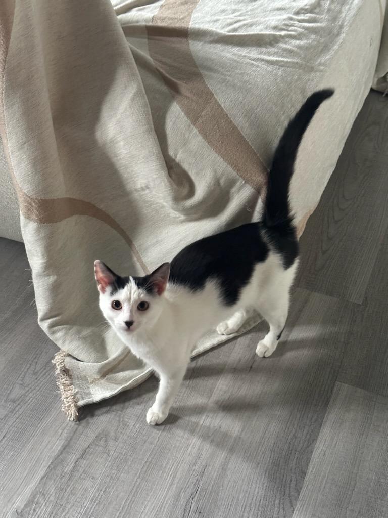 Enlarge Riley, a Adoptable American Shorthair in Brooklyn, NY image 1/1