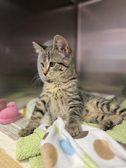 Broccoli Cheddar, Adoptable, Kitten Female Domestic Short Hair & Domestic Short Hair.