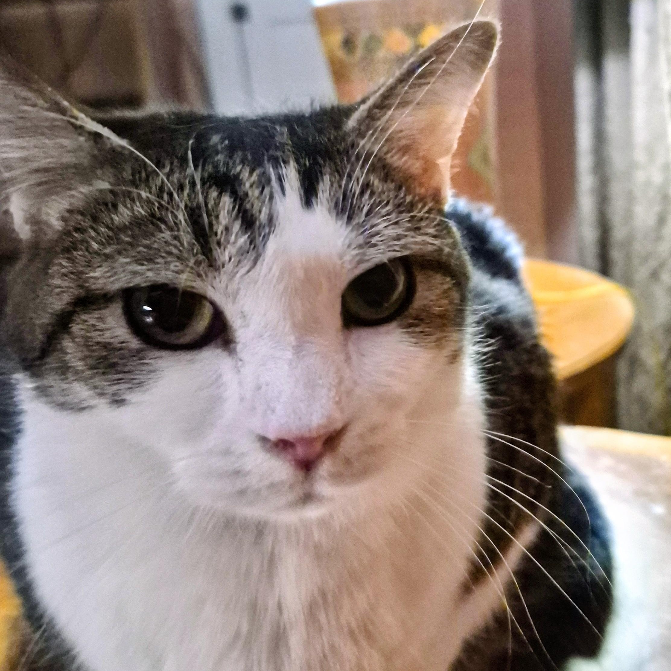 Clive, ADOPTABLE, Adult Male Domestic Short Hair.