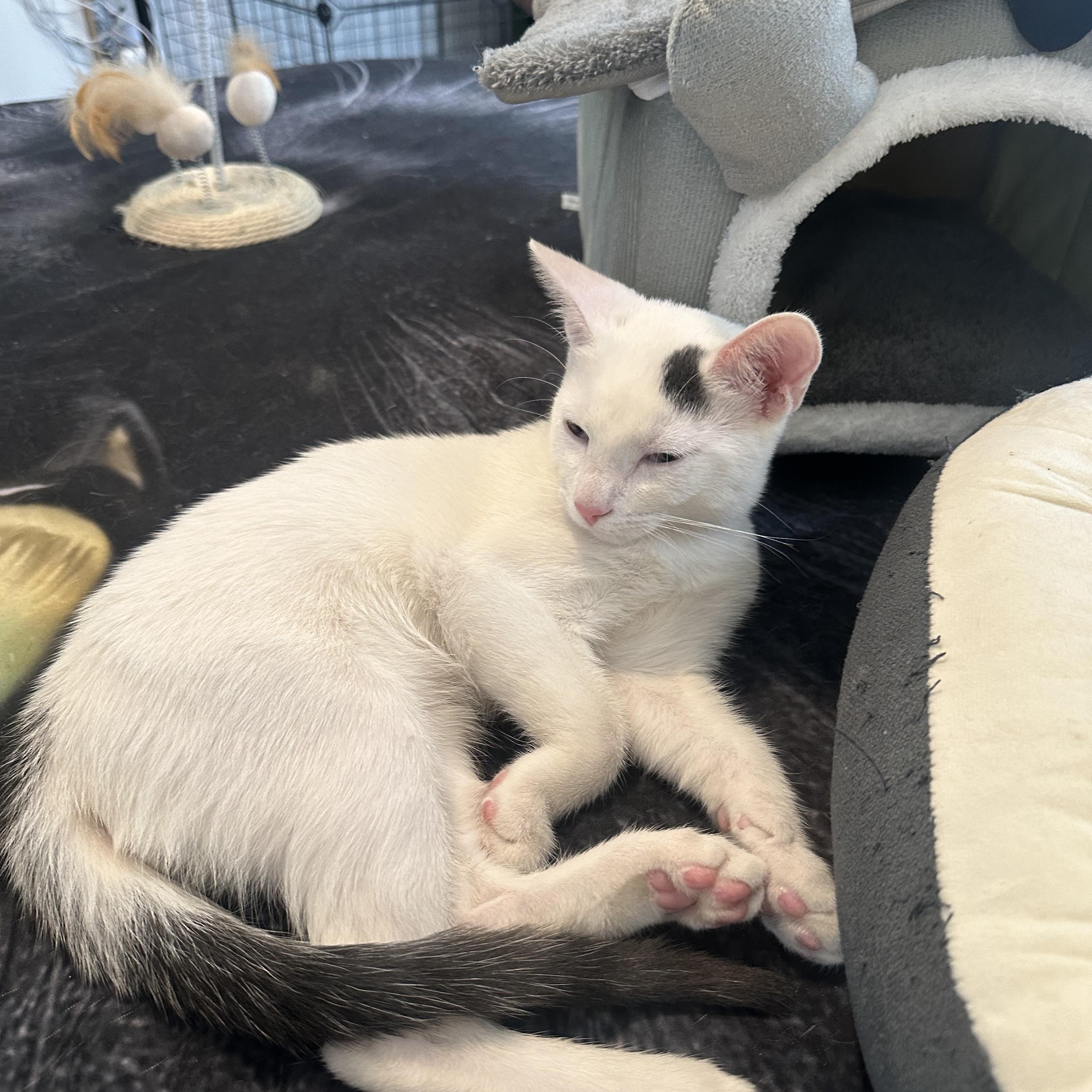 Taz, an adopted American Shorthair in New York, NY image 3/5