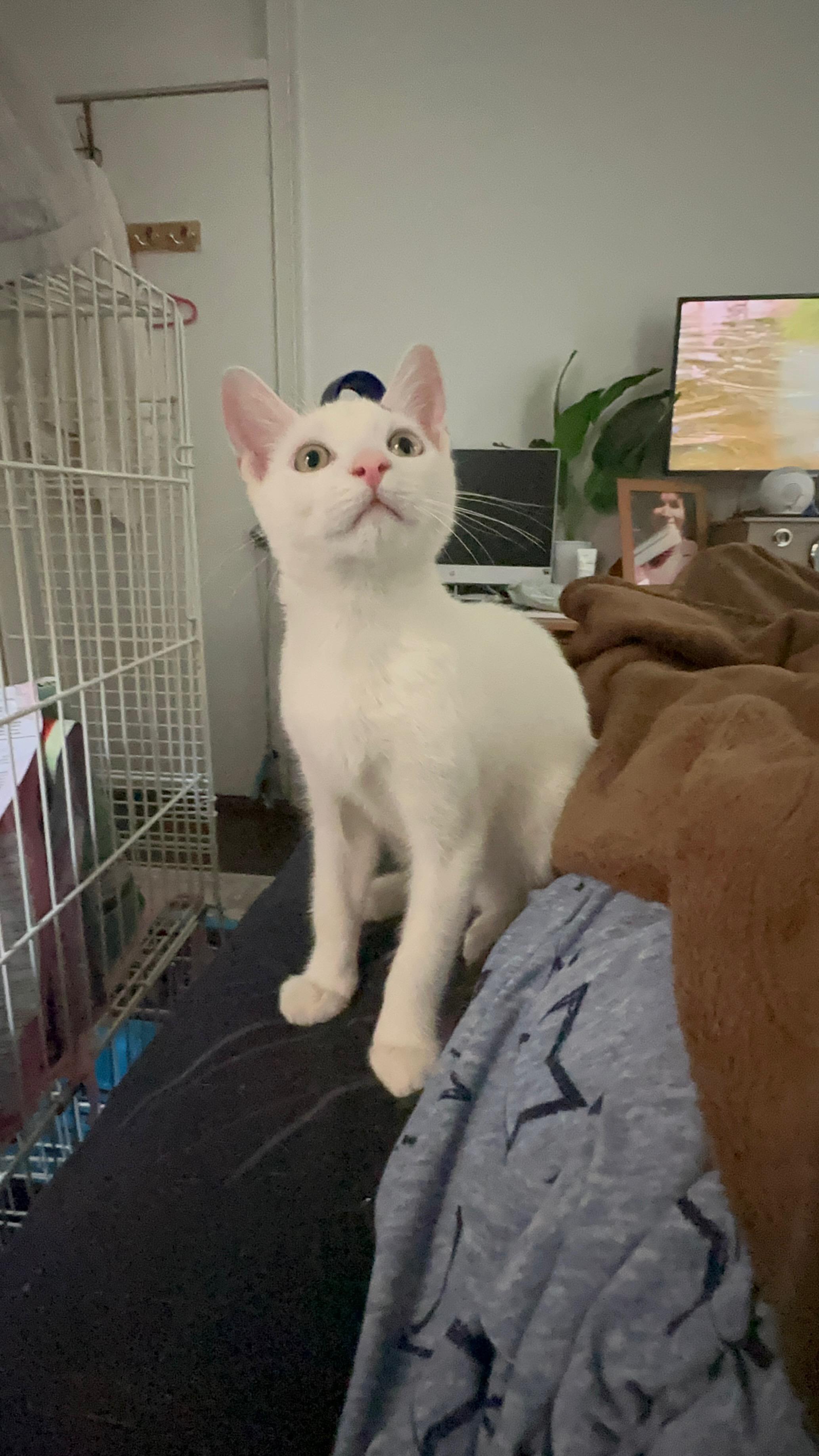 Taz, an adopted American Shorthair in New York, NY image 4/5