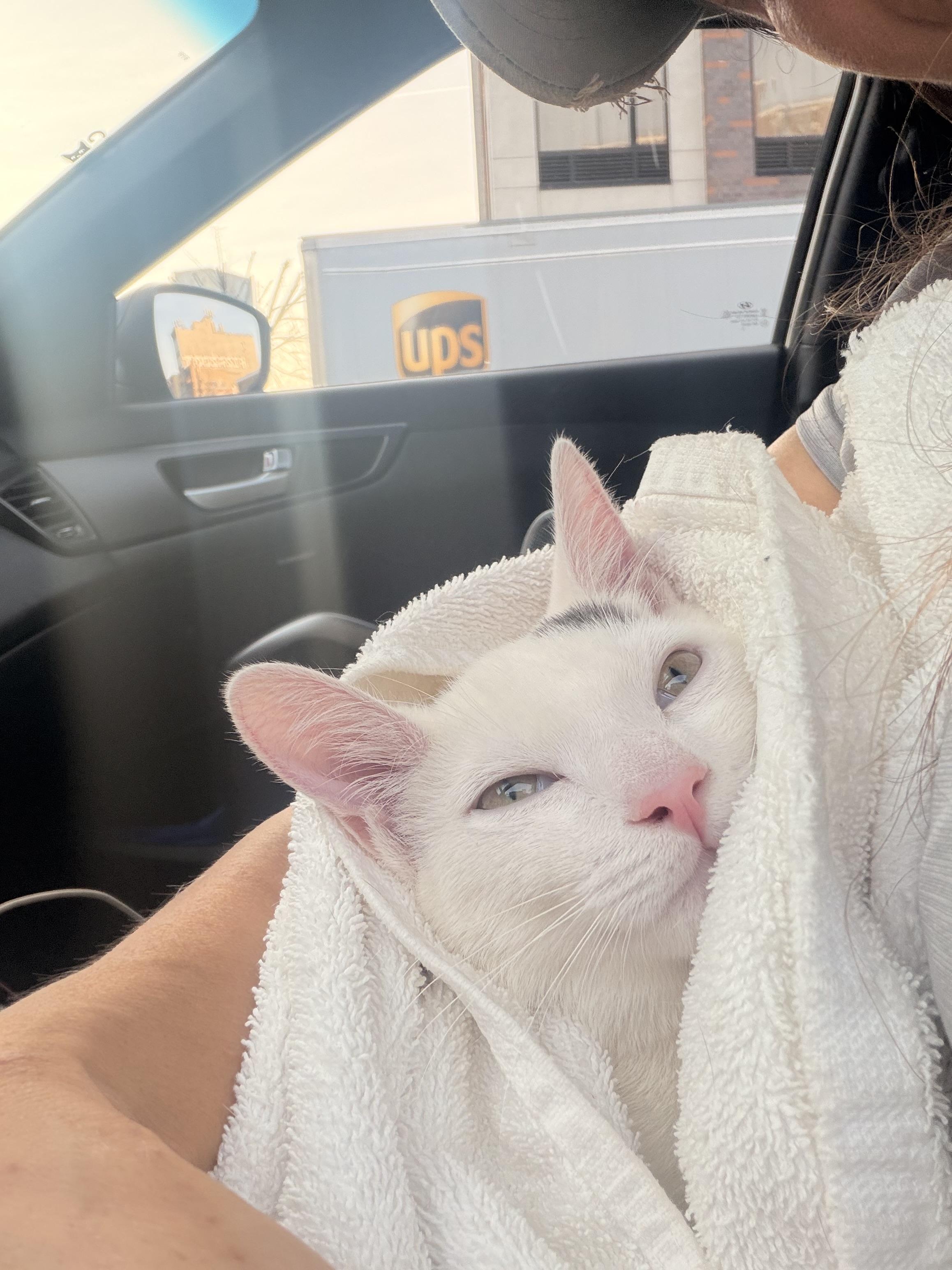 Taz, an adopted American Shorthair in New York, NY image 2/5
