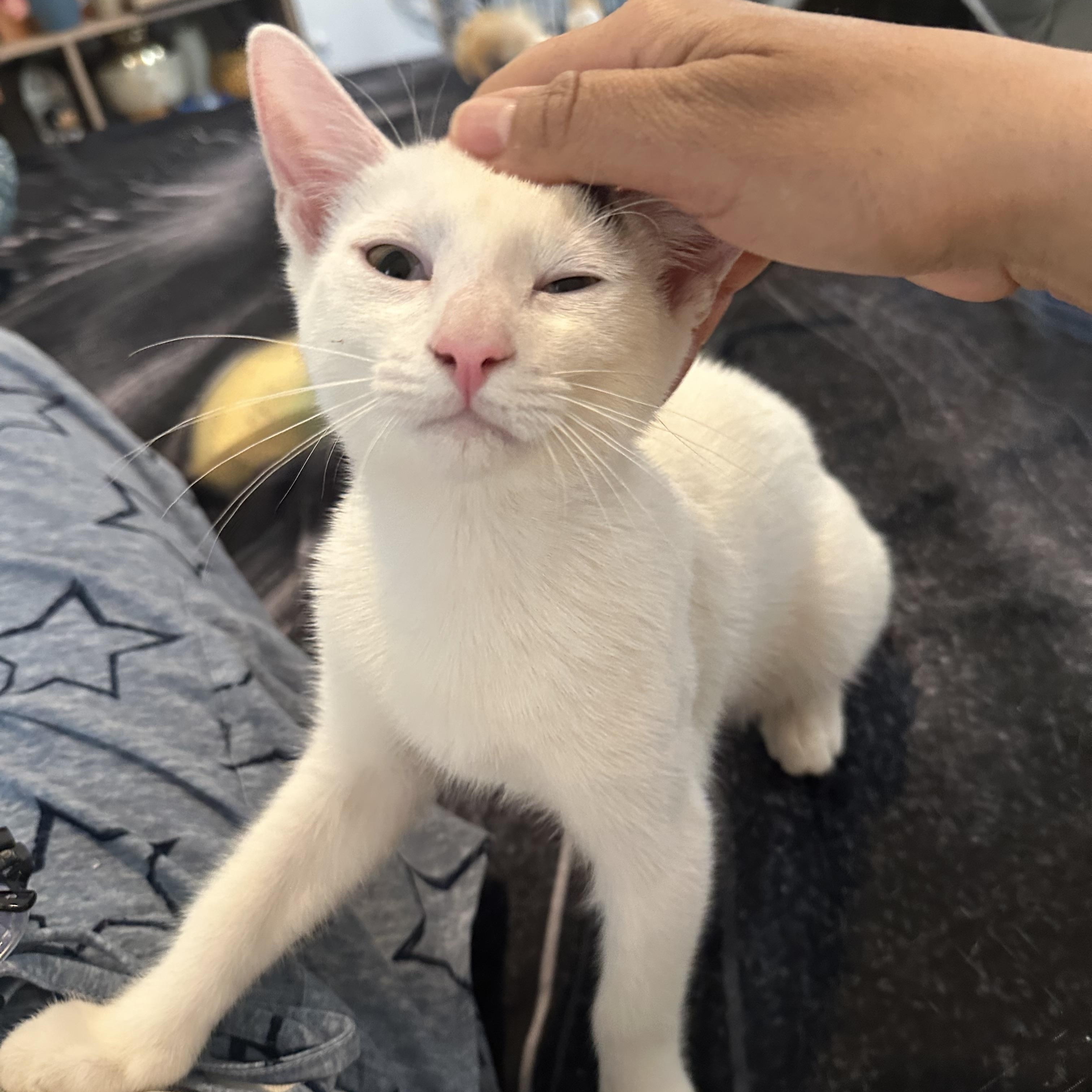 Taz, an adopted American Shorthair in New York, NY image 1/5