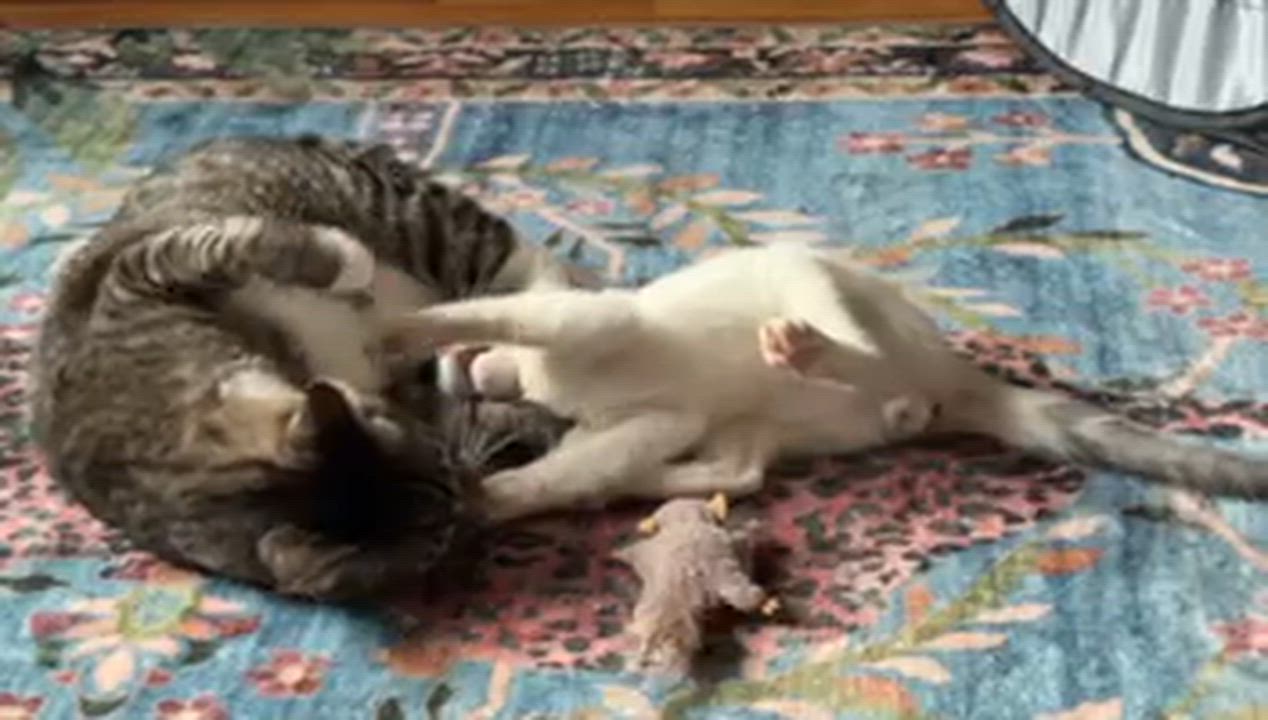 Enlarge Taz, an adopted American Shorthair in New York, NY video 5/5
