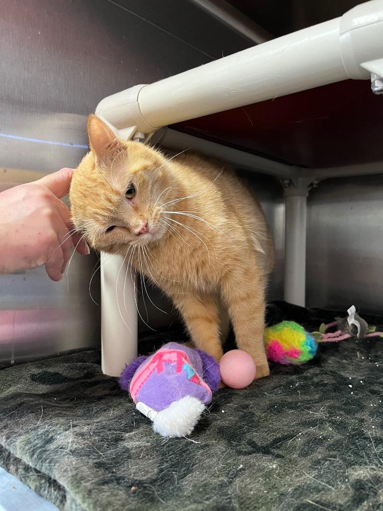 Buffy, Adoptable, Young Female Domestic Short Hair.