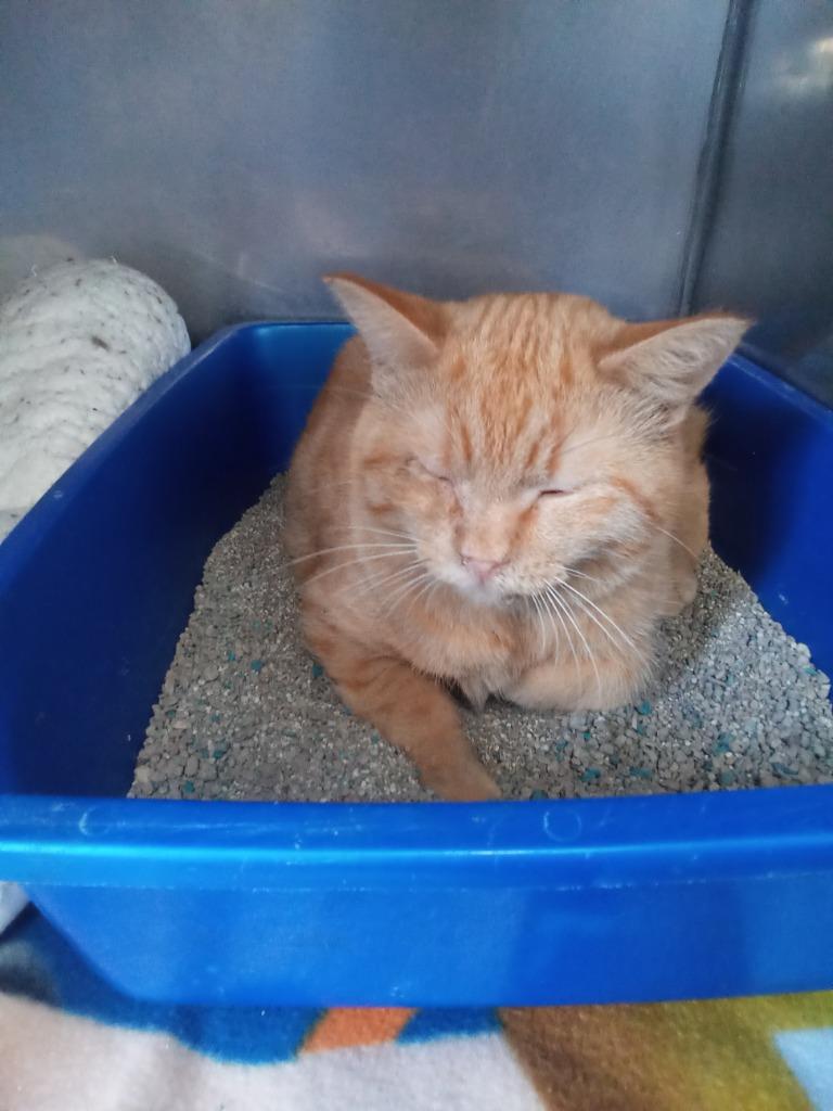 Buffy, Adoptable, Young Female Domestic Short Hair.