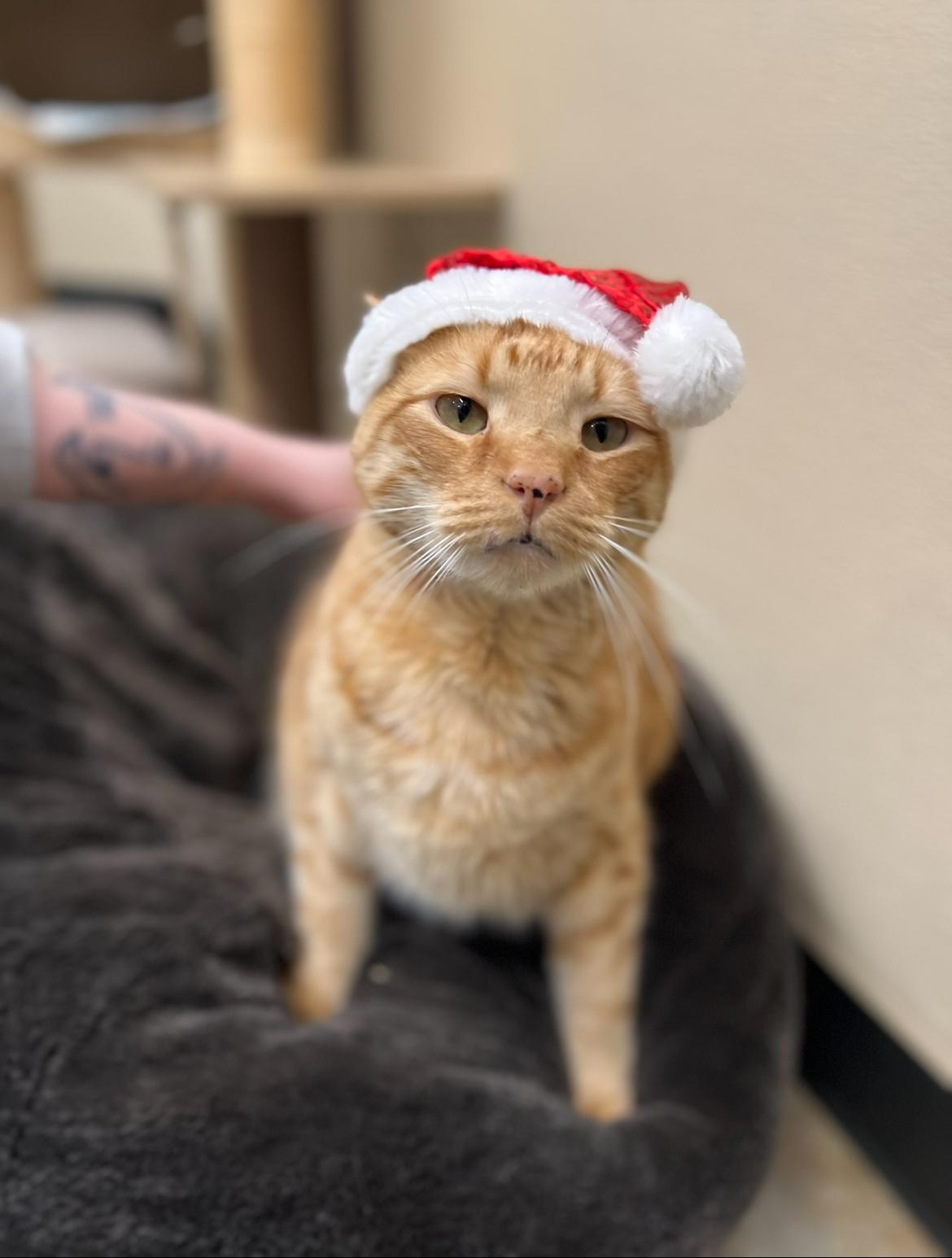 Benjamin, a Adoptable Domestic Short Hair in New Rochelle, NY image 1/5