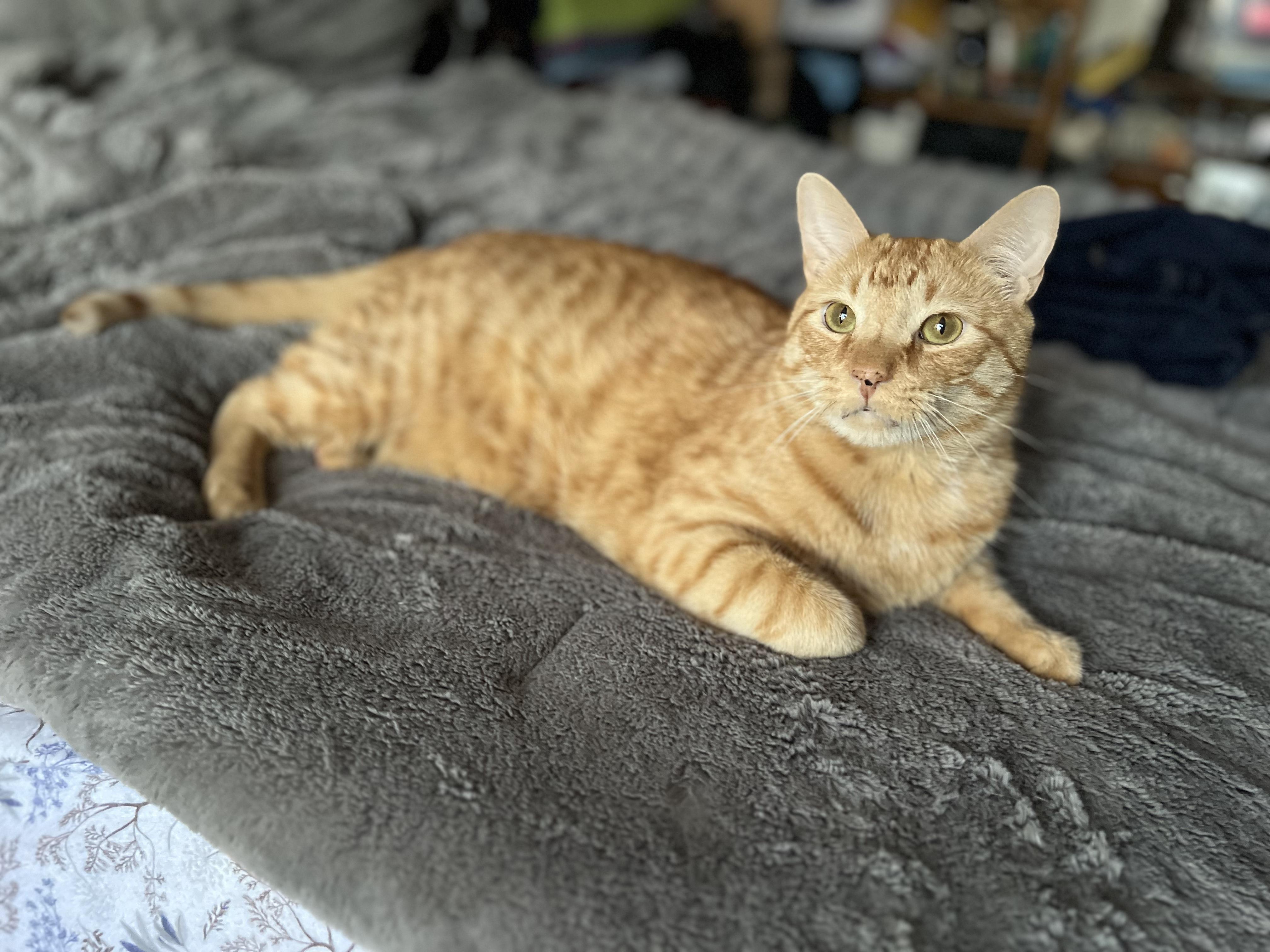 Benjamin, Adoptable, Senior Male Domestic Short Hair.