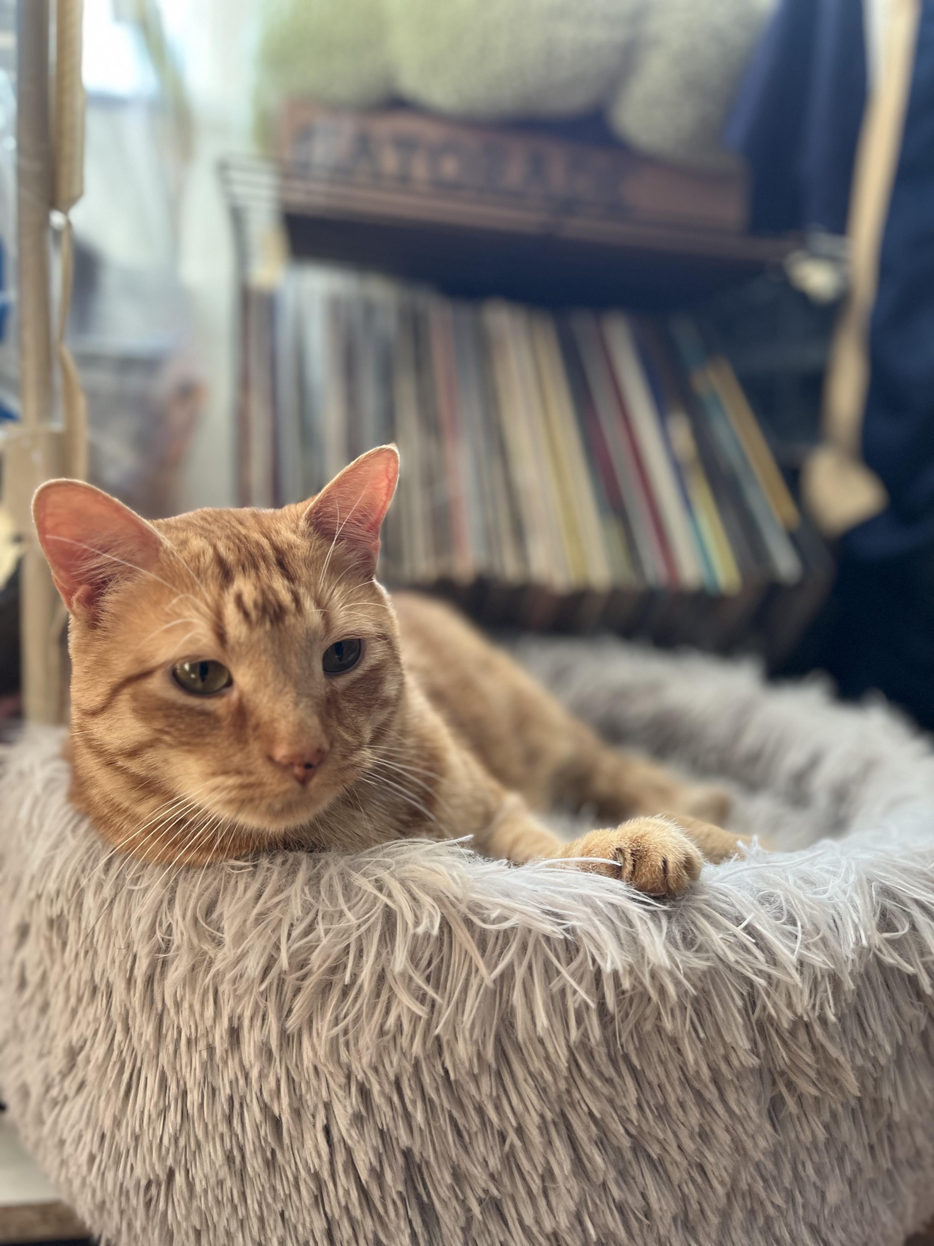 Benjamin, a Adoptable Domestic Short Hair in New Rochelle, NY image 2/5