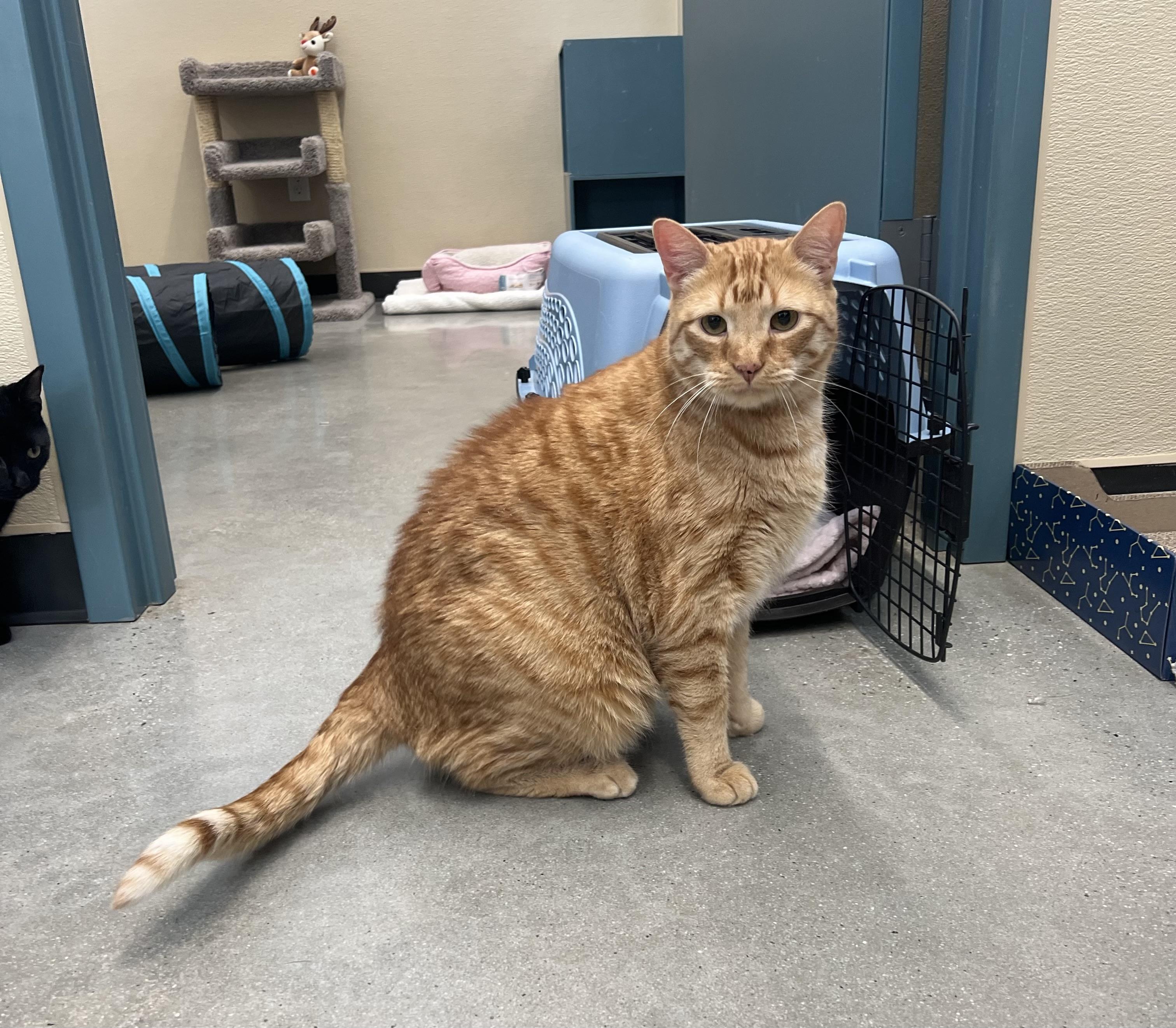 Benjamin, a Adoptable Domestic Short Hair in New Rochelle, NY image 5/5