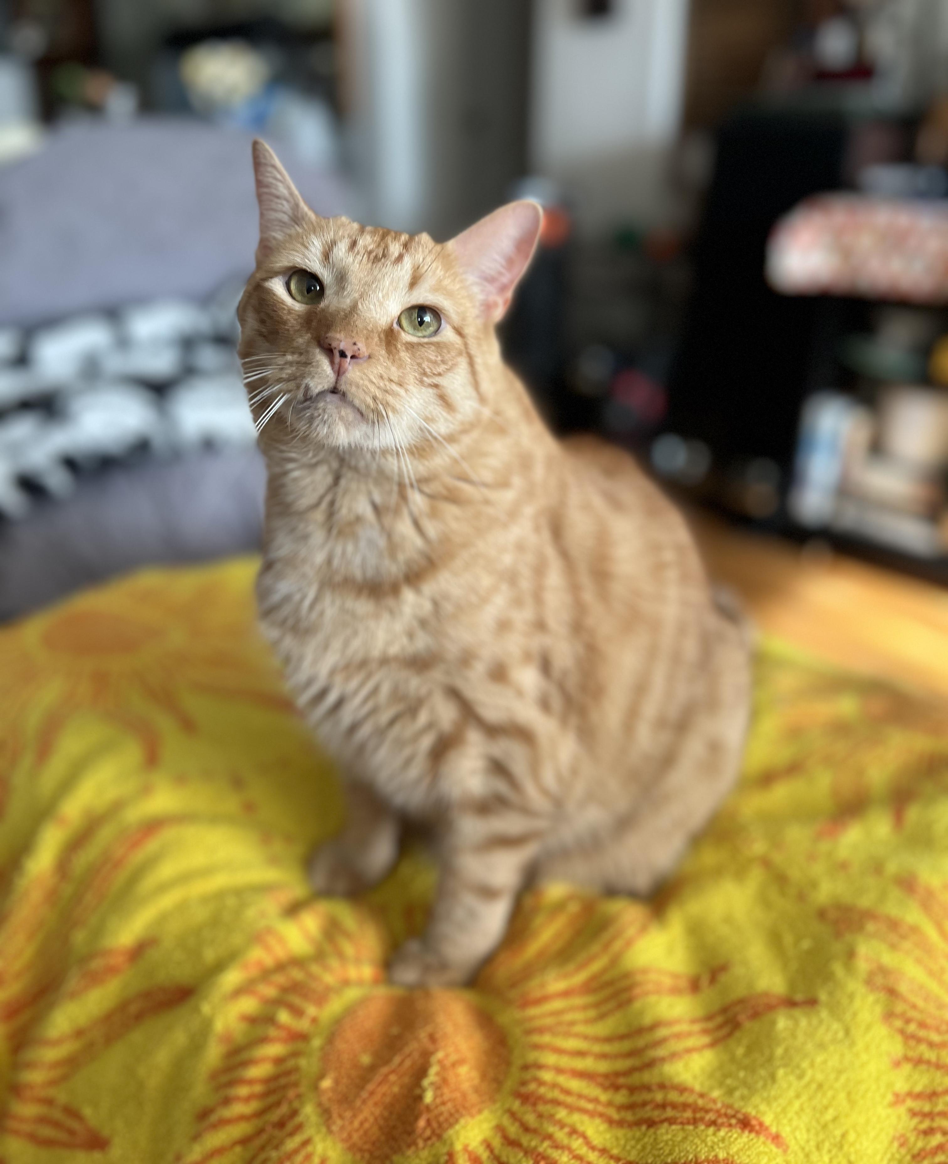 Benjamin, a Adoptable Domestic Short Hair in New Rochelle, NY image 3/5