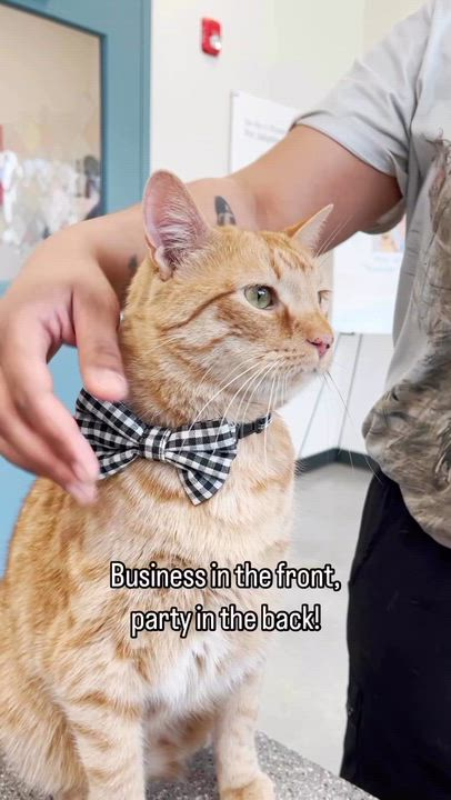 Enlarge Benjamin, a Adoptable Domestic Short Hair in New Rochelle, NY video 4/5