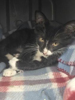 CA 116 Skedaddle, Adoptable, Kitten Female Domestic Short Hair.