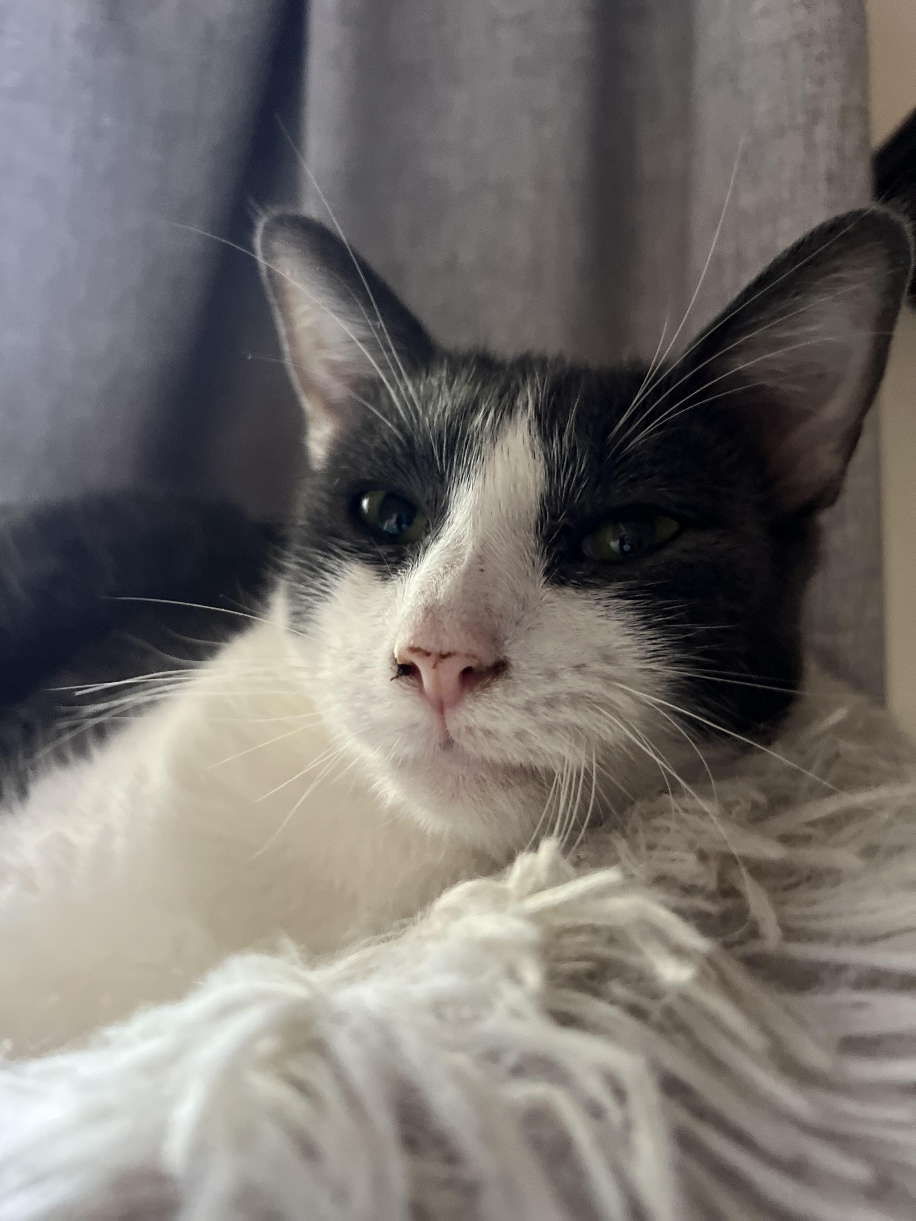 Enlarge Boobaloo, a Adoptable mixed breed in Ripon, CA image 4/5