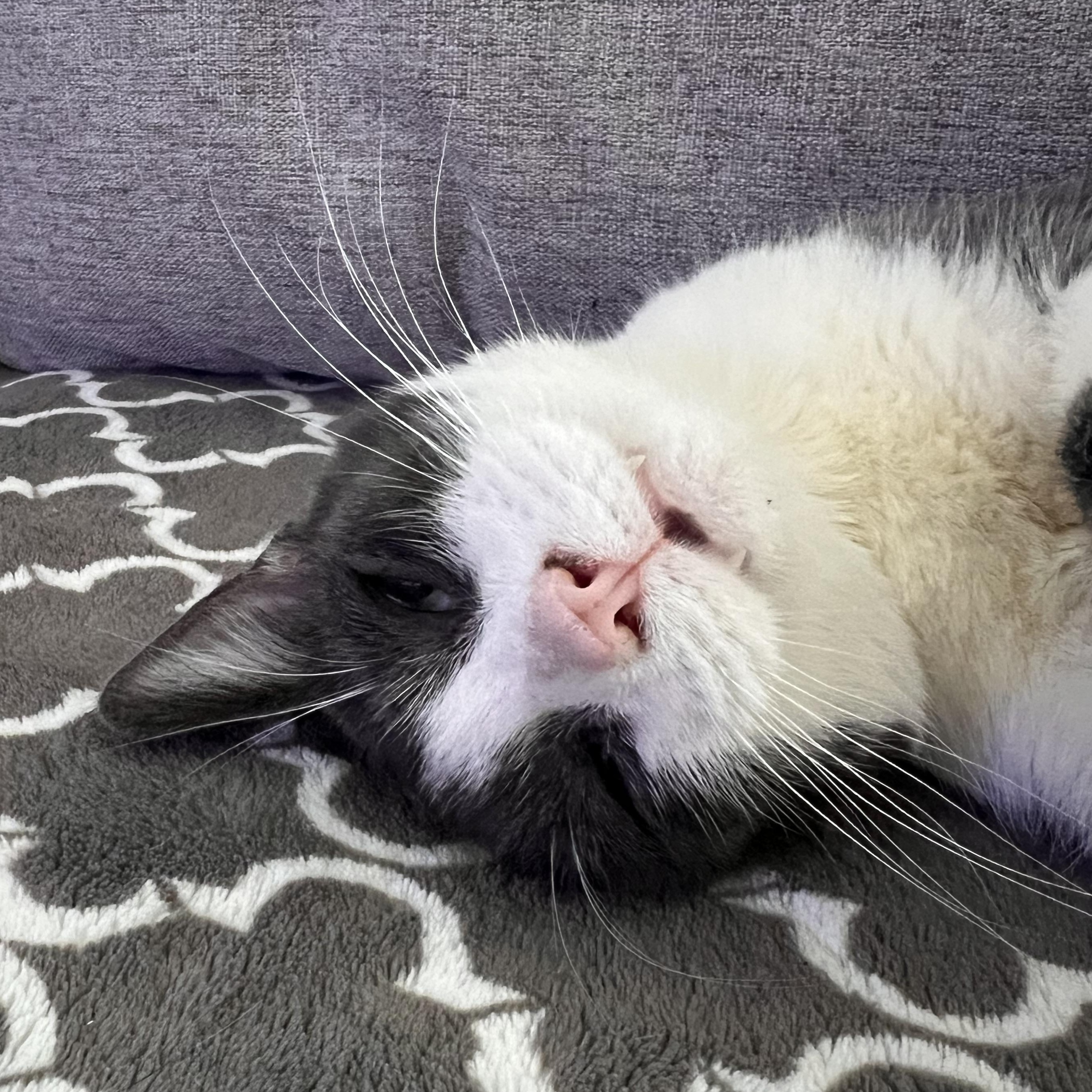 Boobaloo, Adoptable, Adult Male Tabby & Domestic Short Hair.