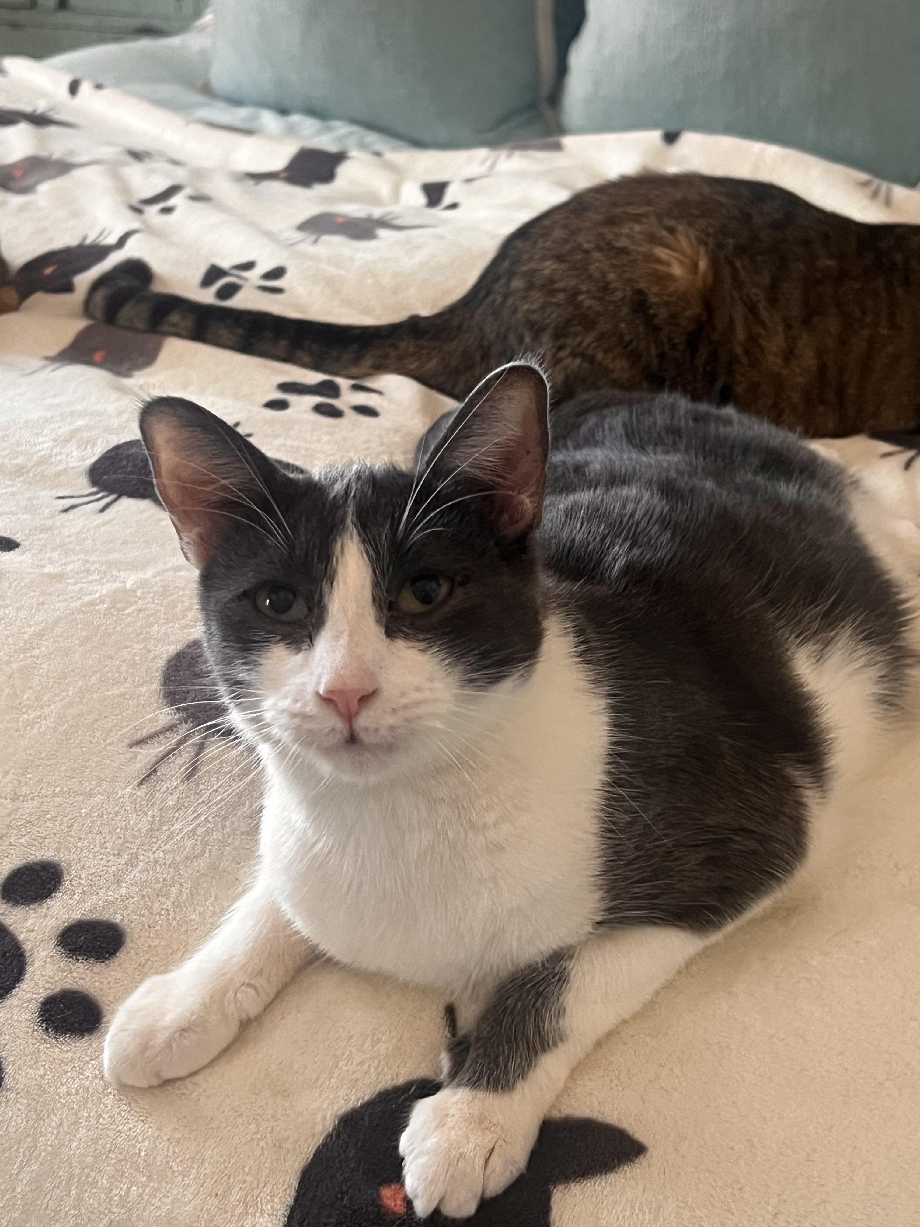 Enlarge Boobaloo, a Adoptable mixed breed in Ripon, CA image 5/5