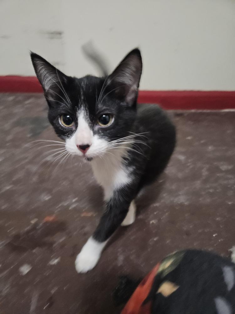 Gnocchi, Adoptable, Kitten Female Domestic Short Hair.