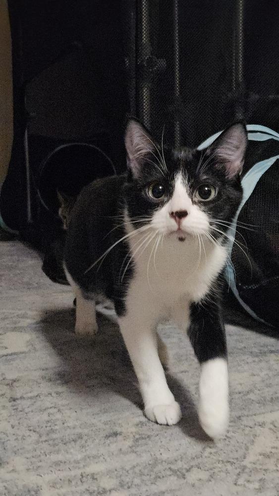 Enlarge Gnocchi, a Adoptable mixed breed in Bellevue, NE image 2/4