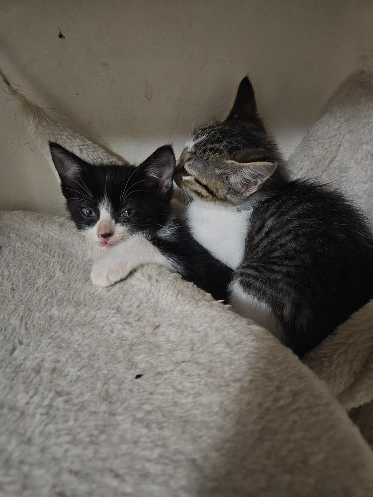 Enlarge Gnocchi, a Adoptable mixed breed in Bellevue, NE image 2/2