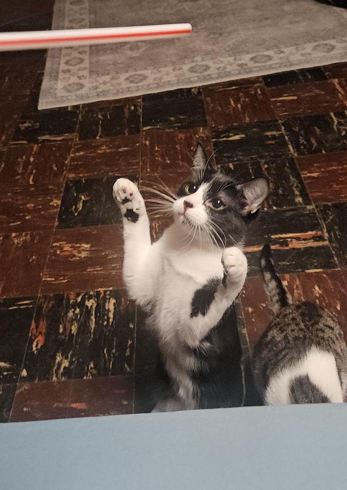 Enlarge Gnocchi, a Adoptable mixed breed in Bellevue, NE image 4/4