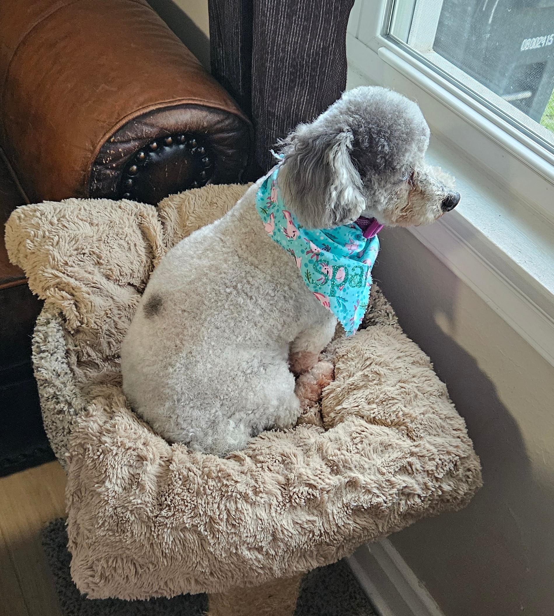 Sparky, Adopted, Senior Male Bichon Frise & Miniature Poodle.