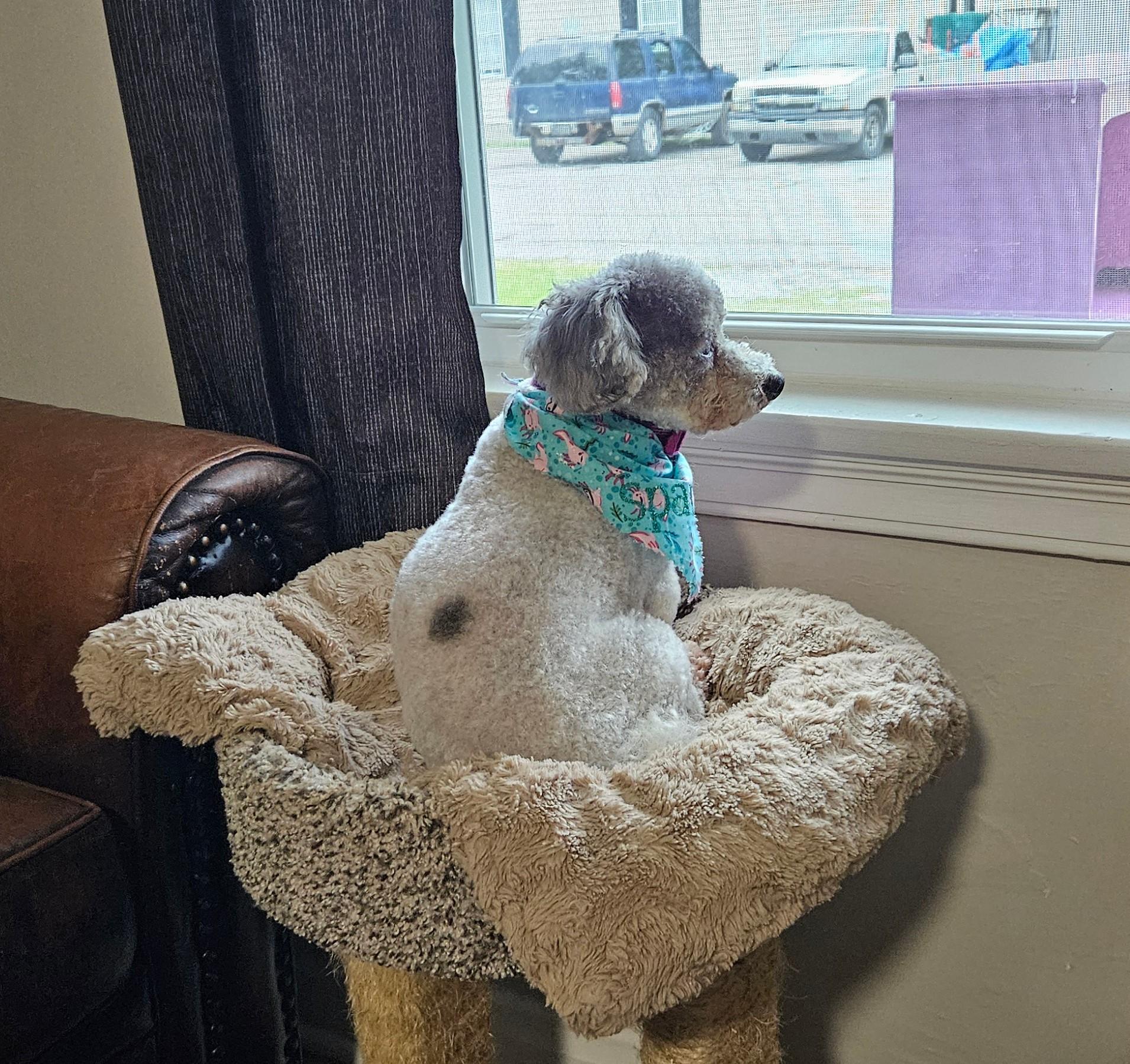 Sparky, a Adopted mixed breed in Sellersburg, IN image 2/4