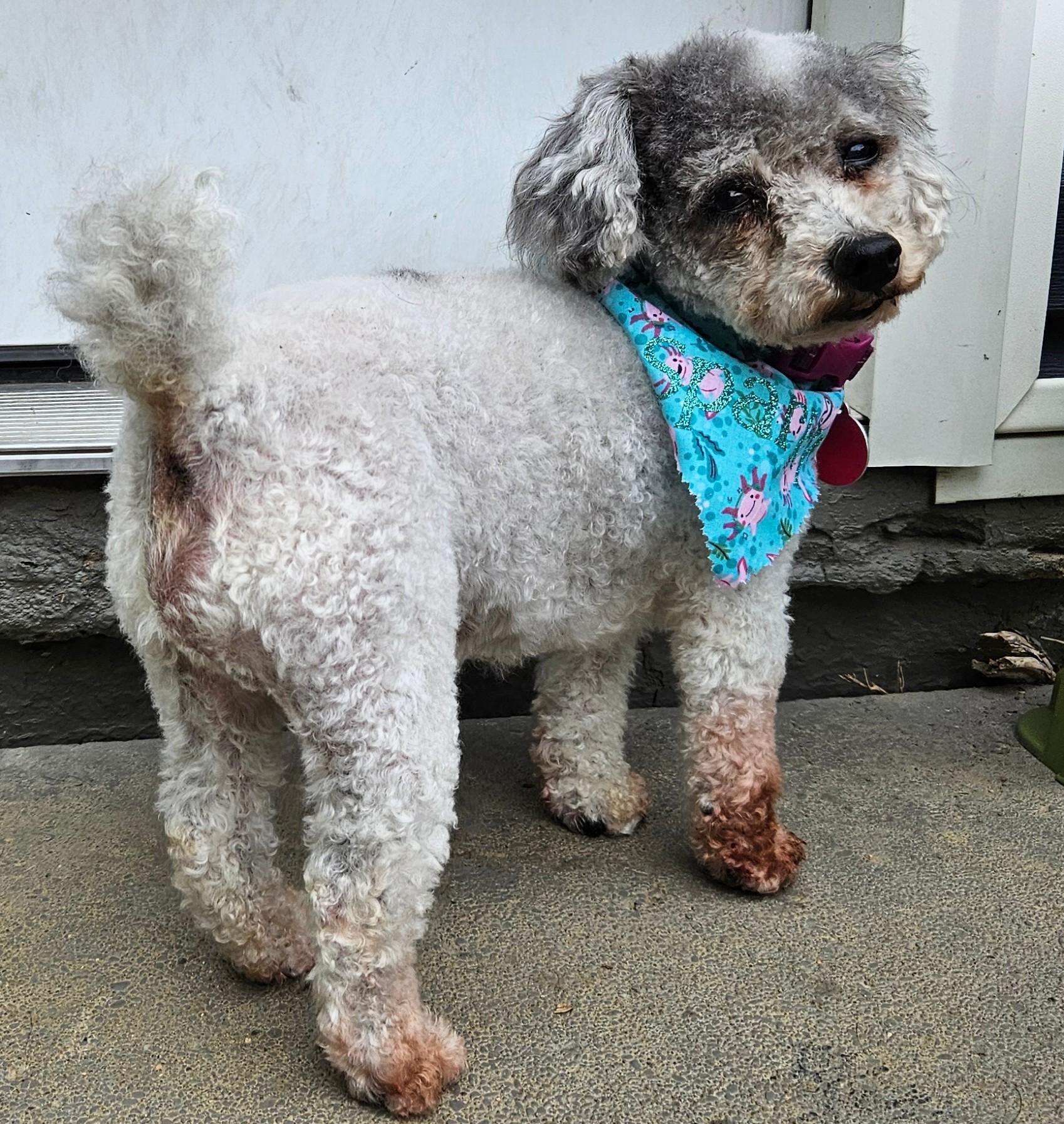 Sparky, a Adopted mixed breed in Sellersburg, IN image 3/4