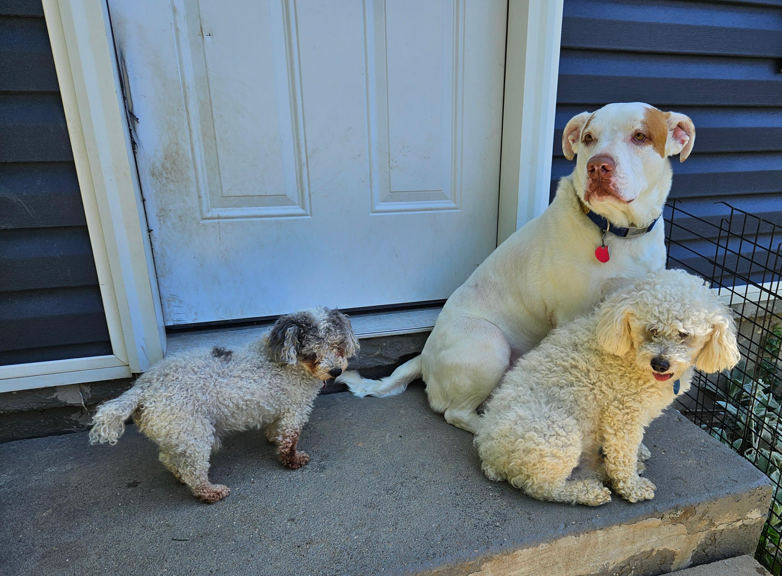 Sparky, a Adopted mixed breed in Sellersburg, IN image 4/4