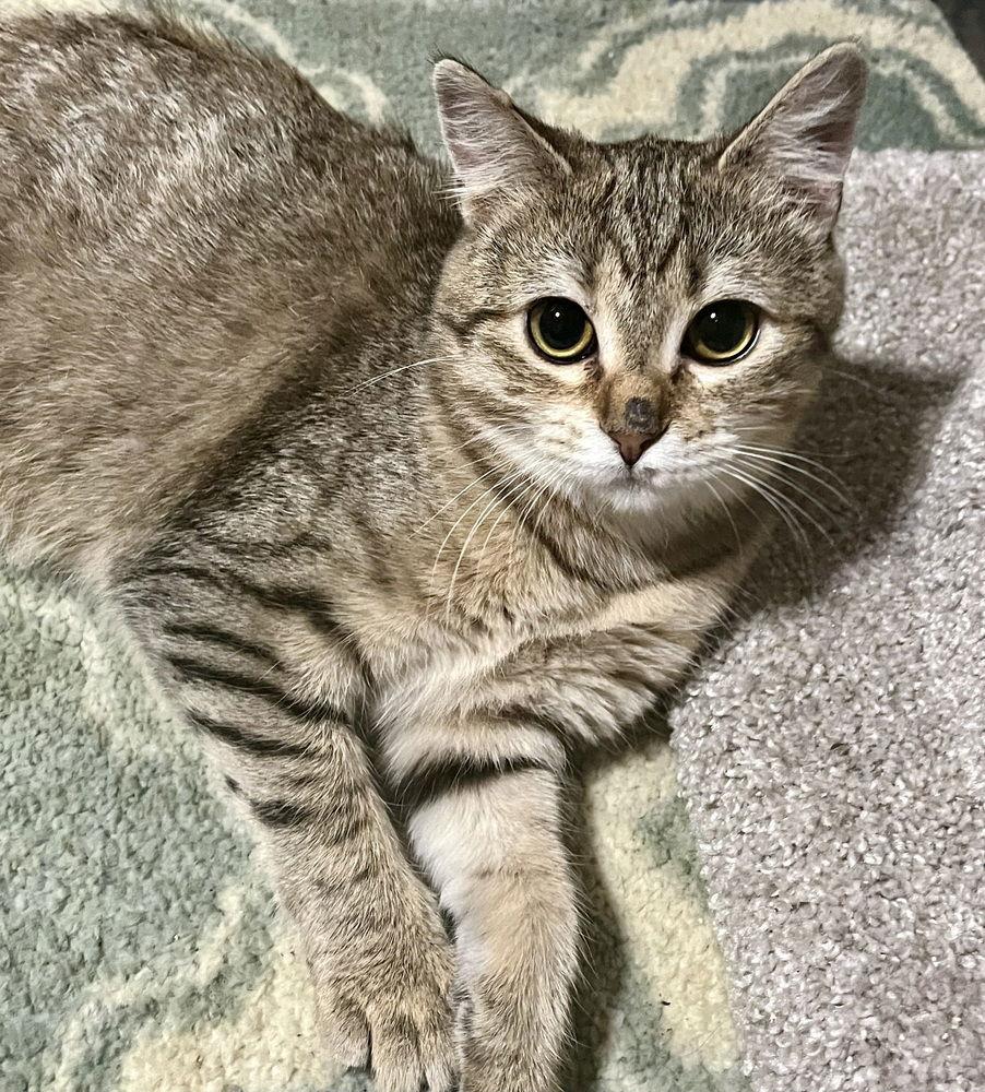 Anya, Adoptable, Young Female Domestic Short Hair & Domestic Short Hair.