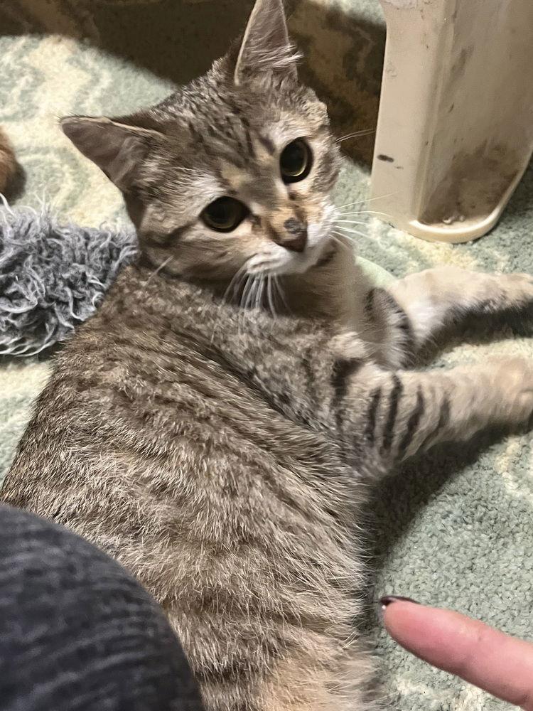 Anya, Adoptable, Young Female Domestic Short Hair & Domestic Short Hair.