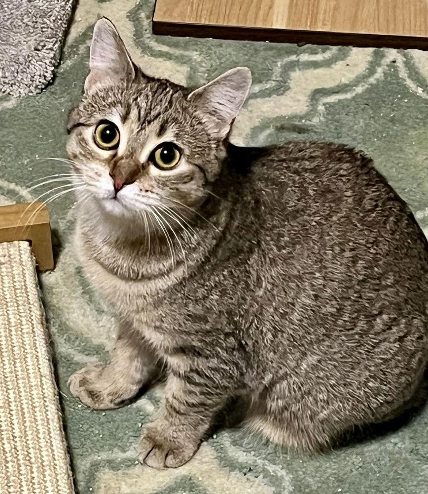 Enlarge Anya, a Adoptable mixed breed in O'Fallon, MO image 3/3