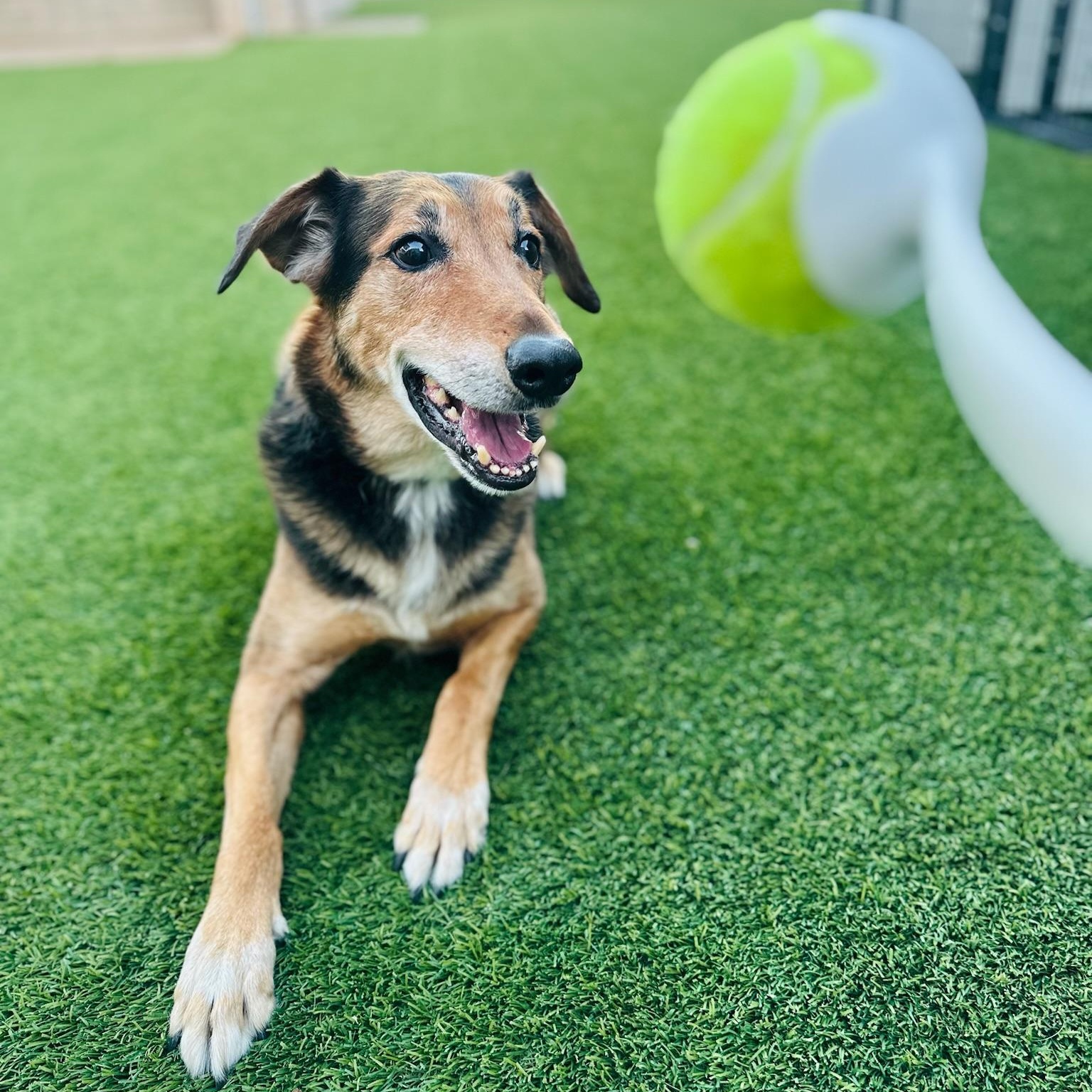 Raleigh, a ADOPTABLE mixed breed in Scottsdale, AZ image 2/5