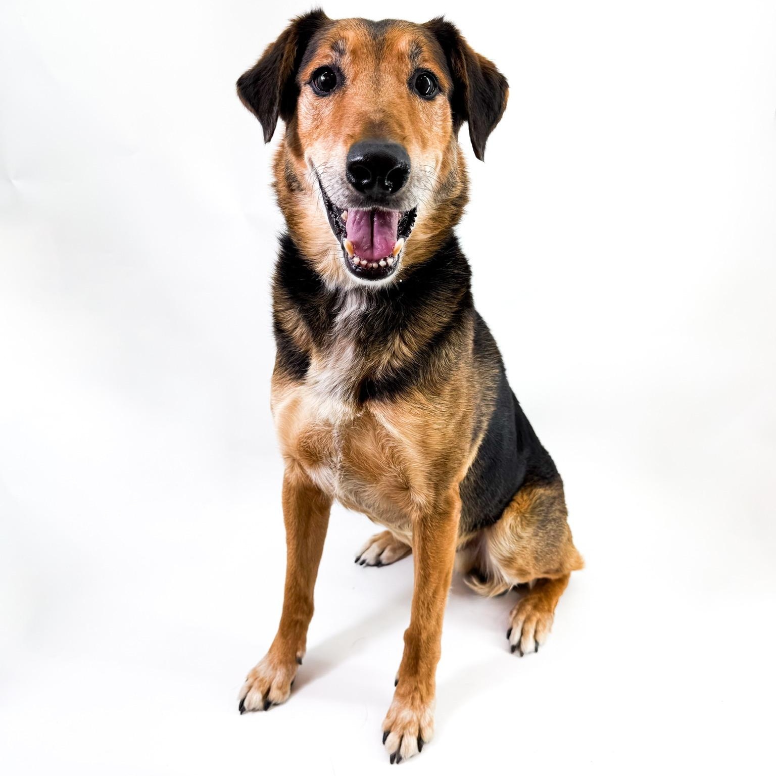 Raleigh, ADOPTABLE, Adult Male Shepherd.
