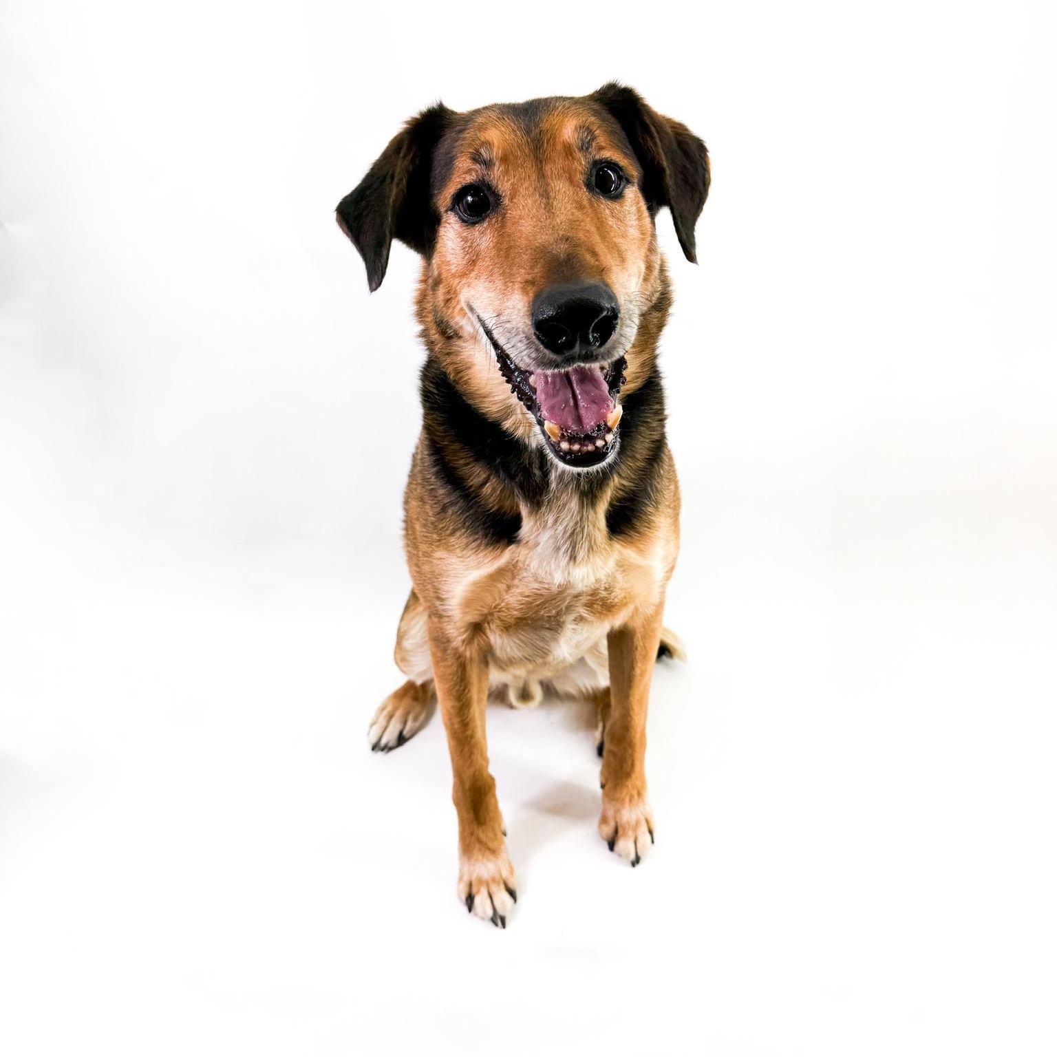 Raleigh, a ADOPTABLE mixed breed in Scottsdale, AZ image 3/5