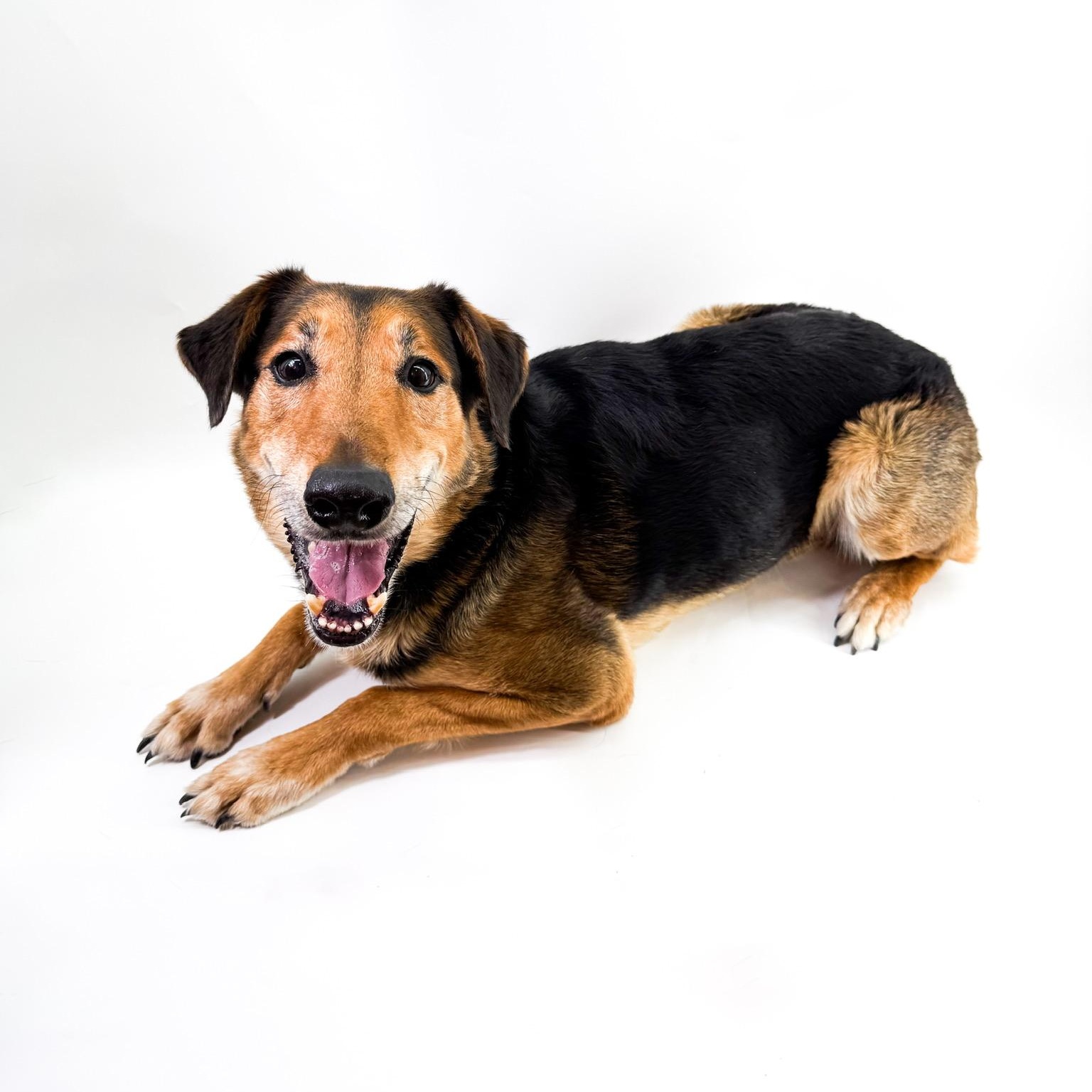 Raleigh, a ADOPTABLE mixed breed in Scottsdale, AZ image 4/5
