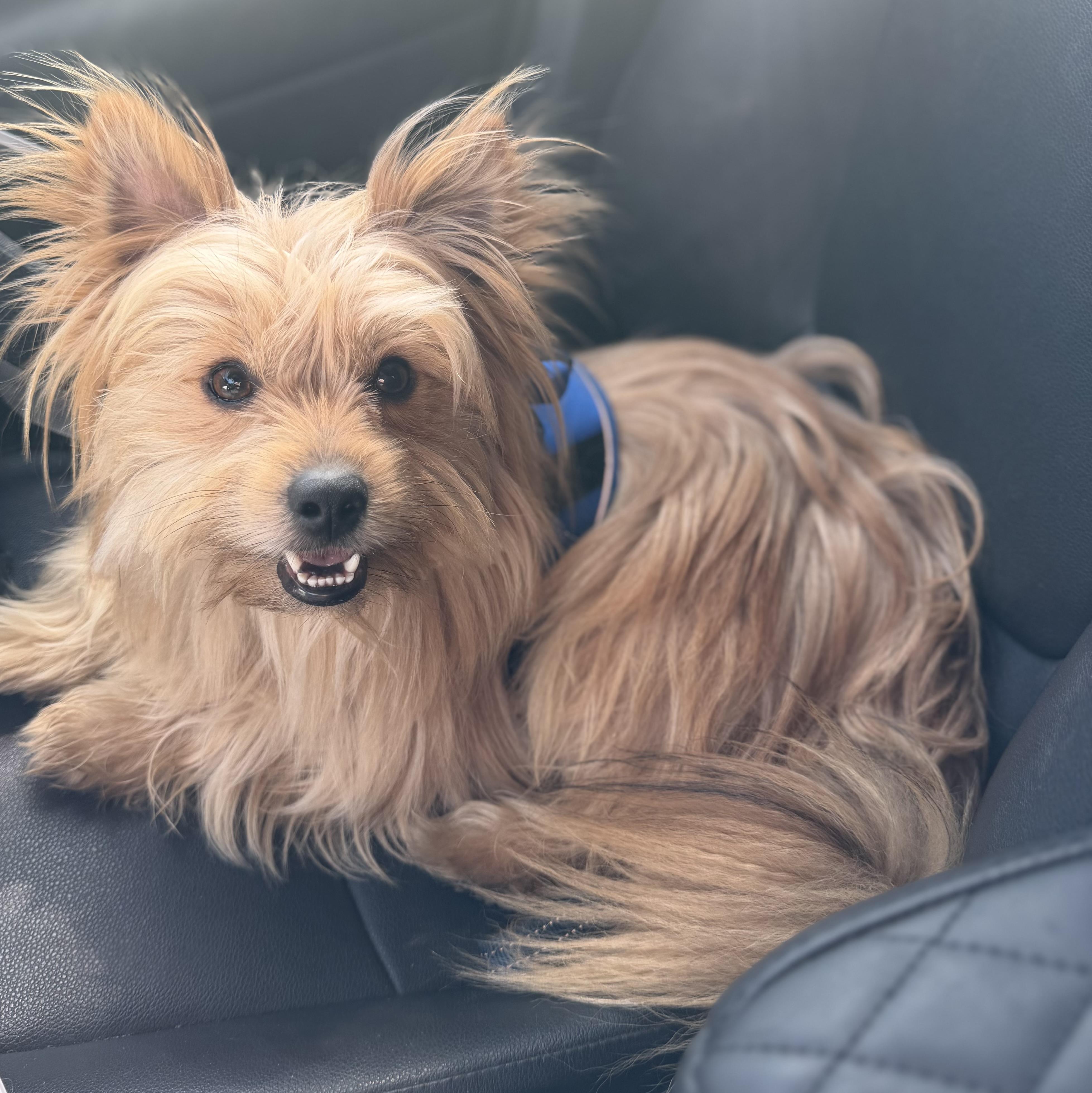 Enlarge Bear, an adopted mixed breed in Yuba City, CA image 3/4