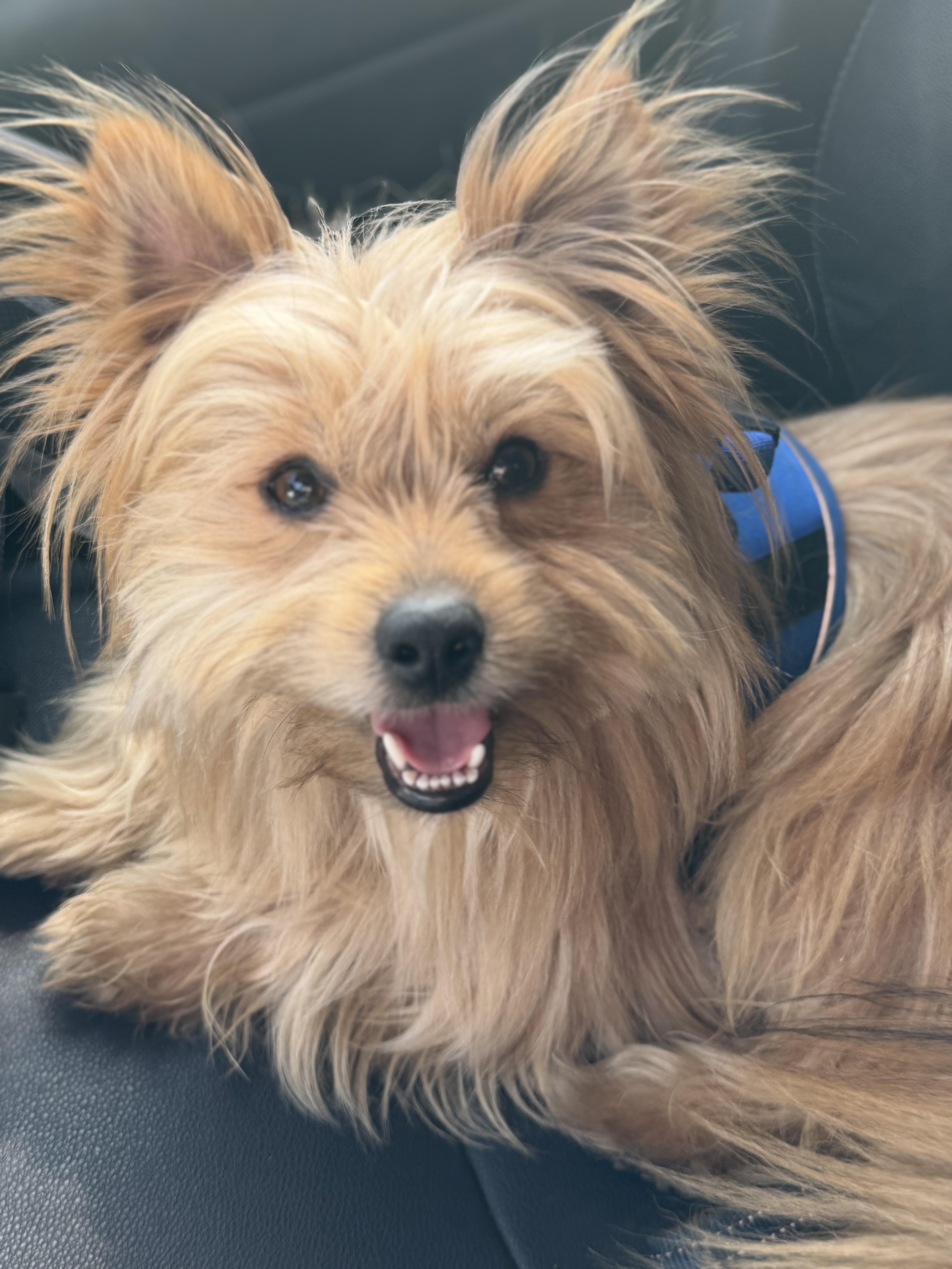 Enlarge Bear, an adopted mixed breed in Yuba City, CA image 2/4