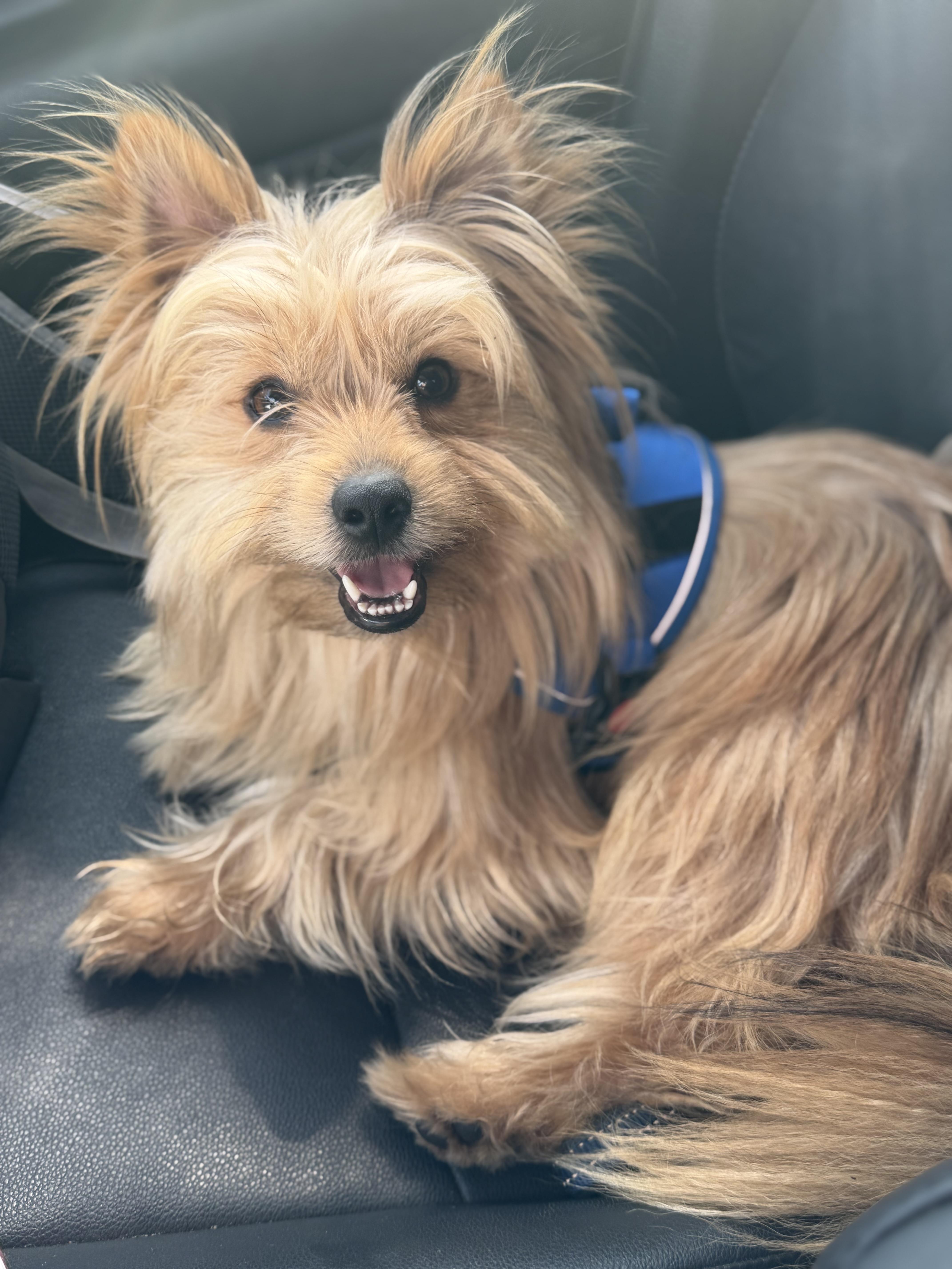 Bear, adopted, Young Male Yorkshire Terrier & Pomeranian.